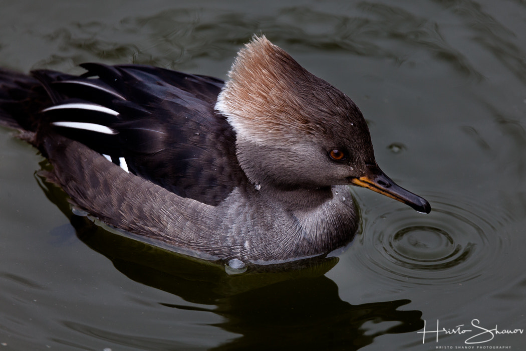 Tamron SP 150-600mm F5-6.3 Di VC USD sample photo. Duck photography