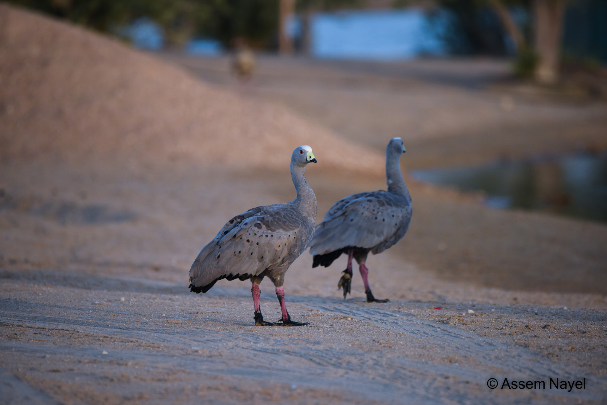 Sigma 150-600mm F5-6.3 DG OS HSM | C sample photo. Dsc photography