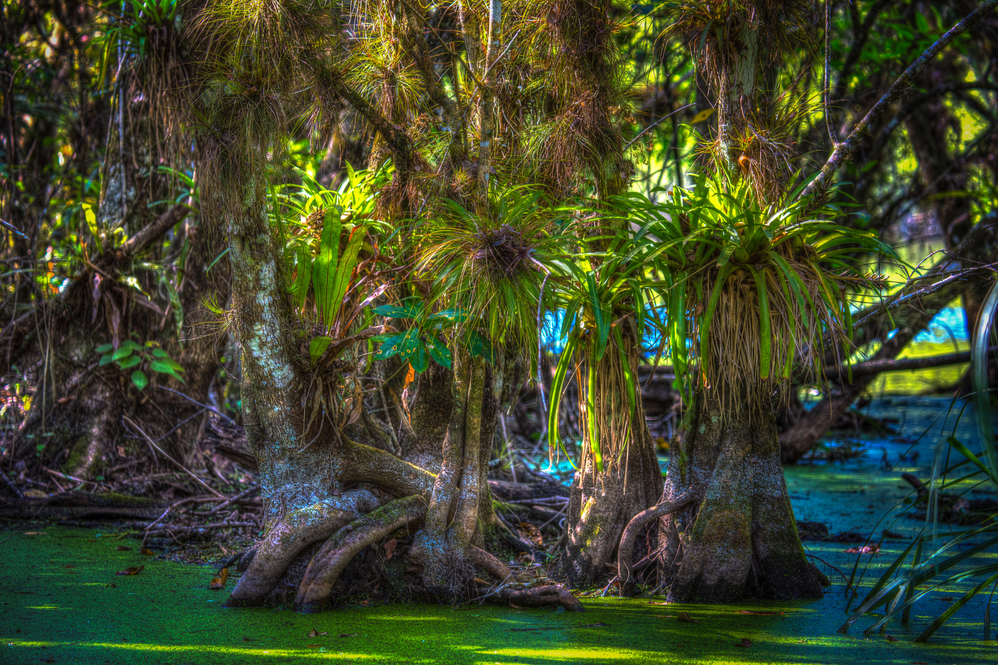 Canon EF 100-400mm F4.5-5.6L IS USM sample photo. Guzmania pond photography