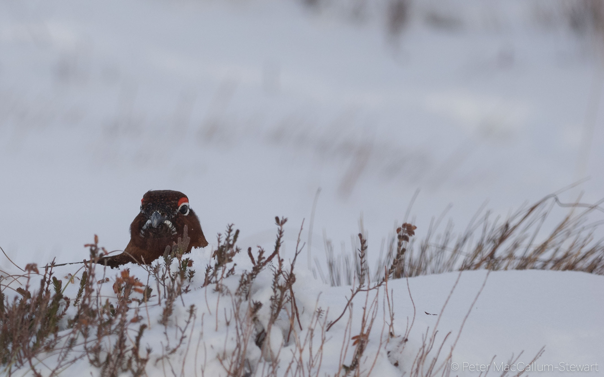 Olympus OM-D E-M1 sample photo. Red grouse photography