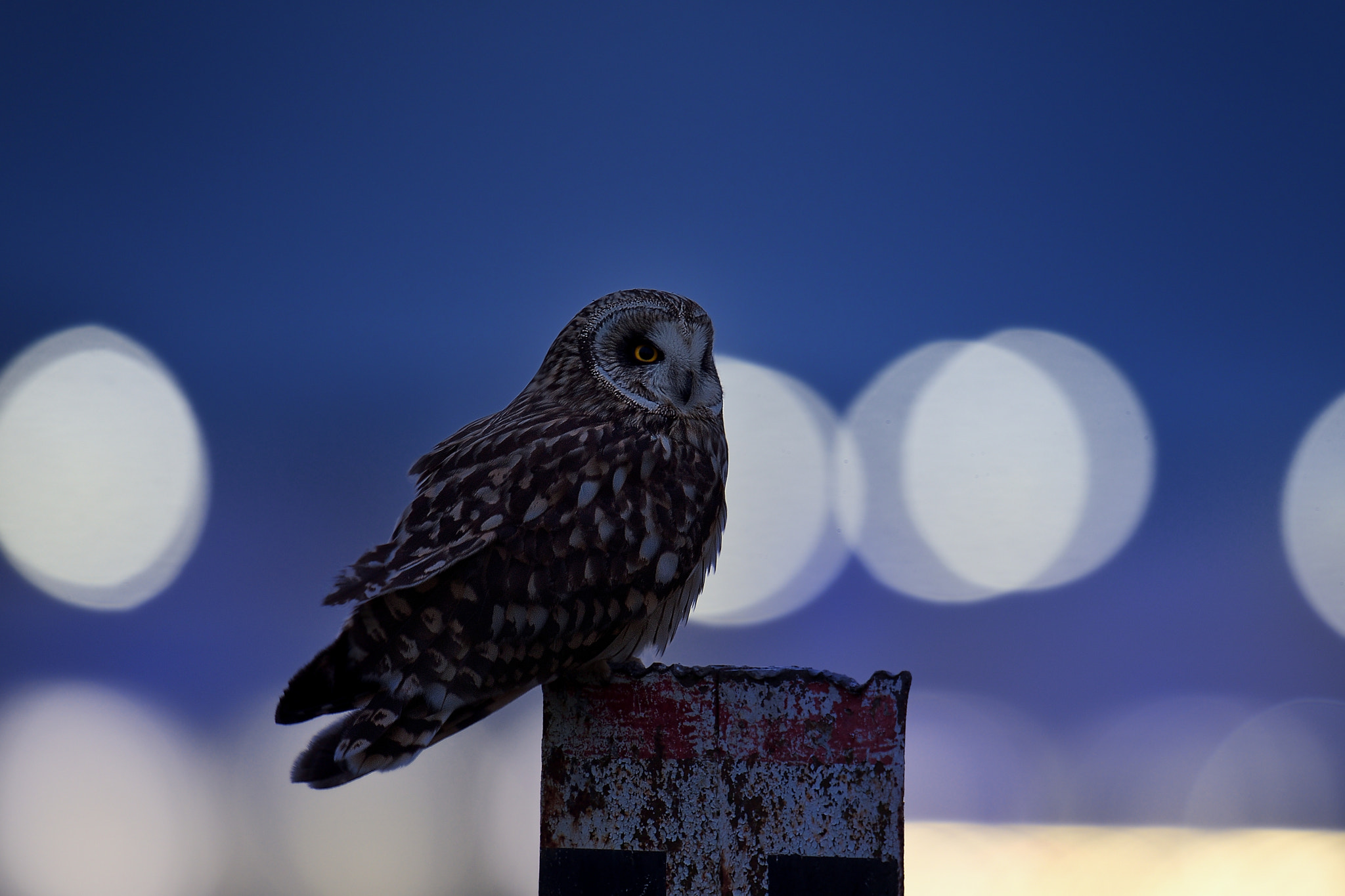 Nikon D500 + Nikon AF-S Nikkor 600mm F4G ED VR sample photo. Short-eared owl w/bokeh photography