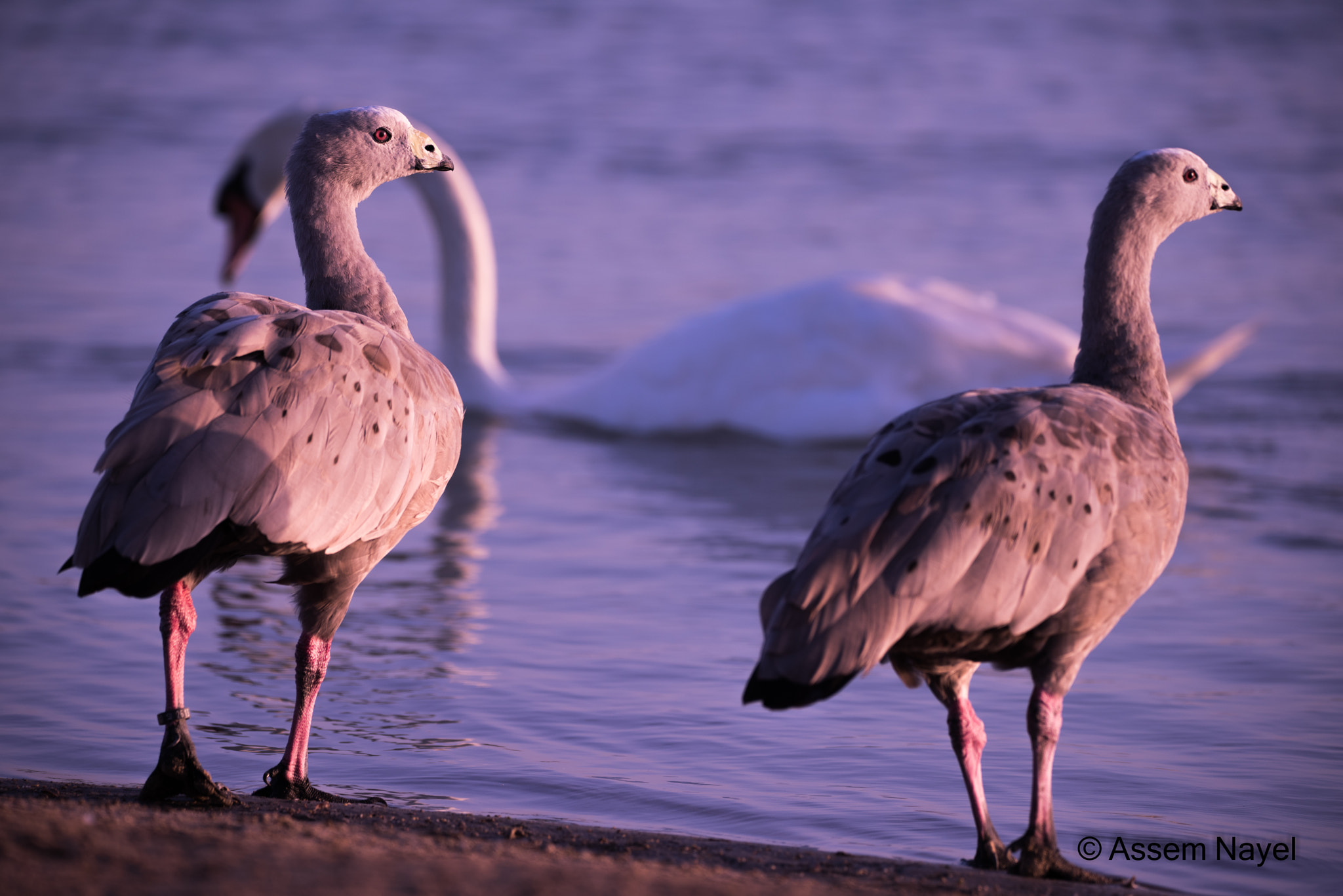 Sigma 150-600mm F5-6.3 DG OS HSM | C sample photo. Dsc photography