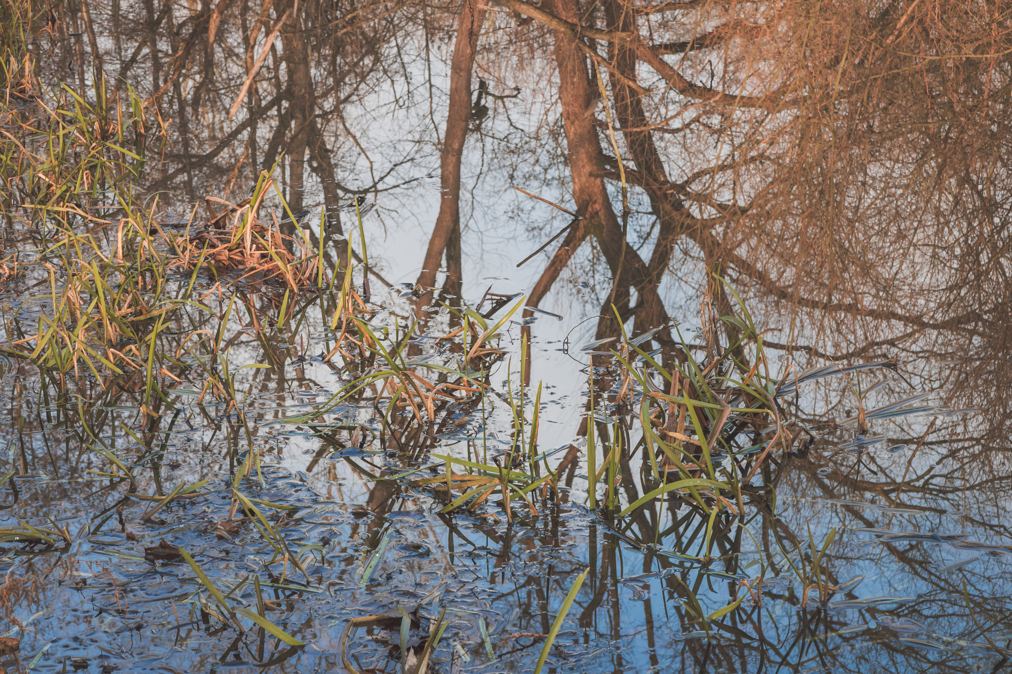 Canon EOS 750D (EOS Rebel T6i / EOS Kiss X8i) sample photo. Upside down photography