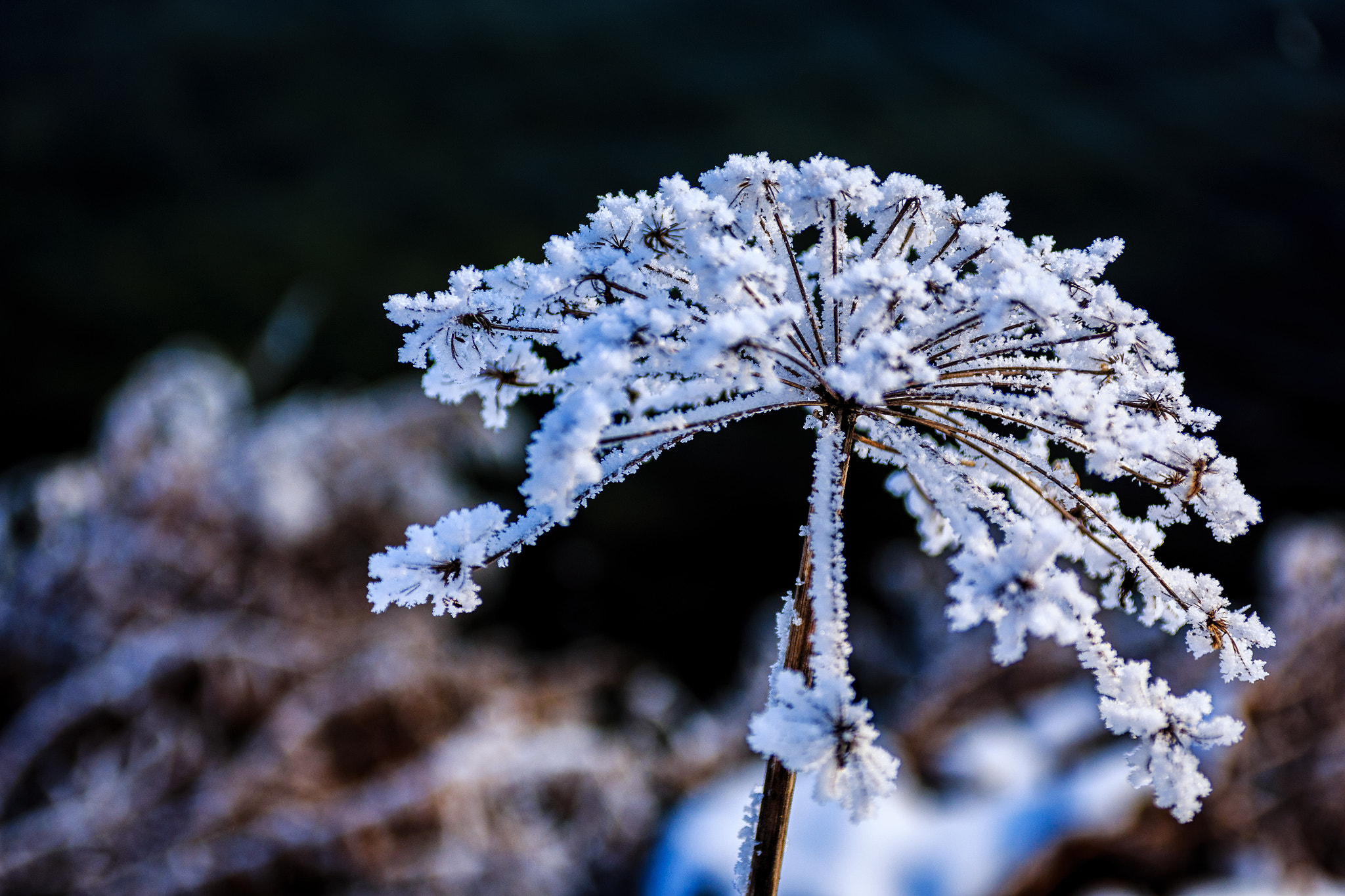 Canon EOS 70D + Sigma 17-70mm F2.8-4 DC Macro OS HSM | C sample photo. Ice flower photography