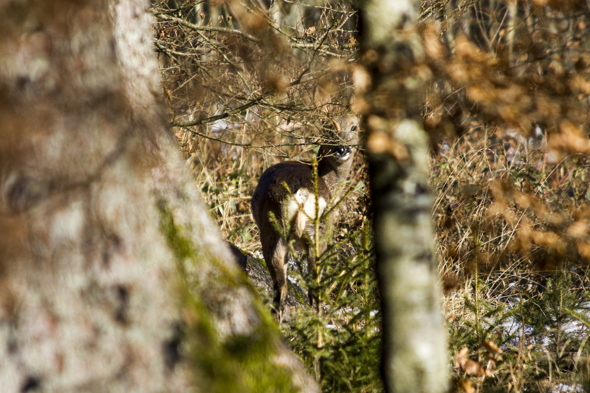 Canon EF 70-300mm F4-5.6 IS USM sample photo. In the forest photography