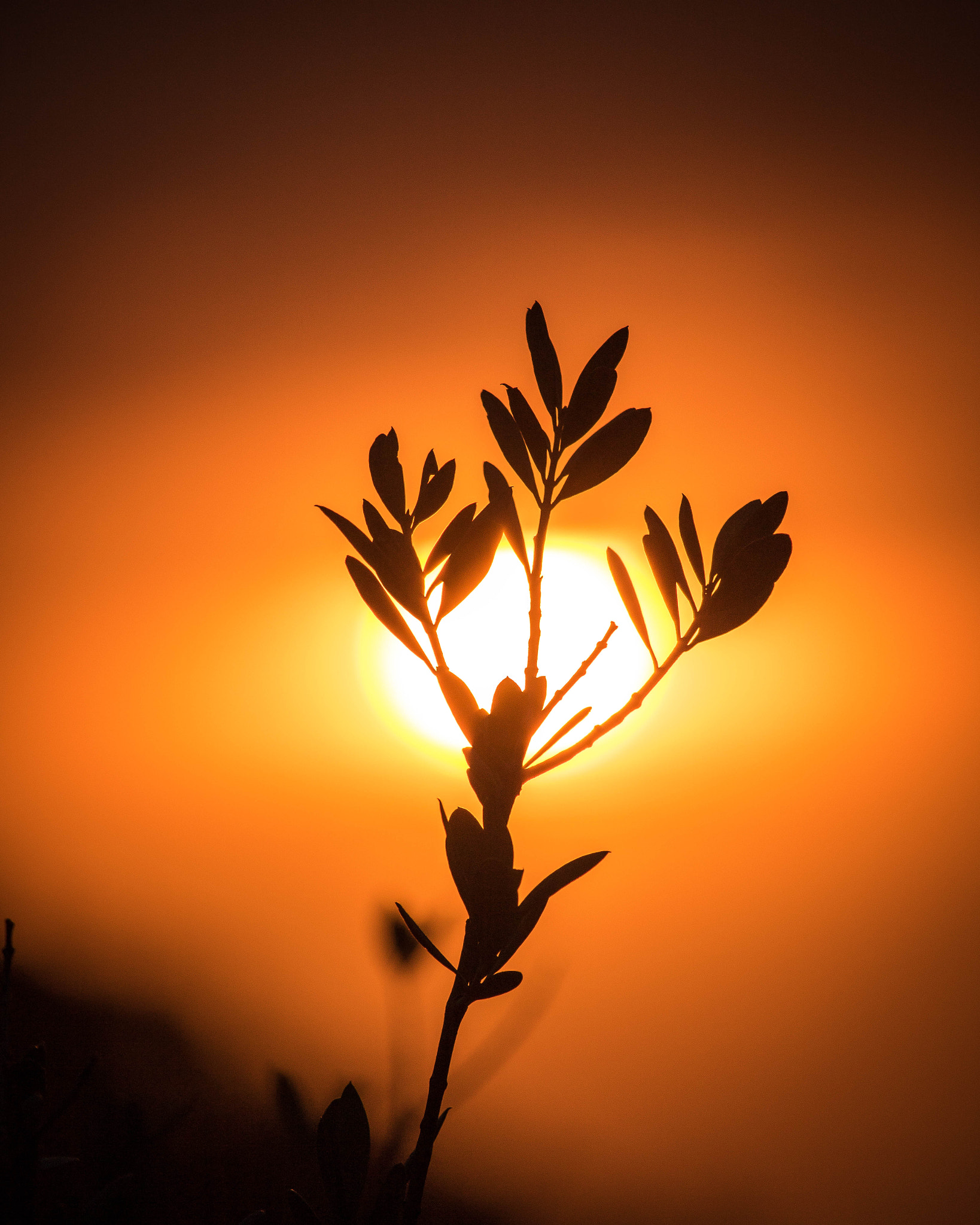 Canon EF-S 55-250mm F4-5.6 IS STM sample photo. Sol solet photography