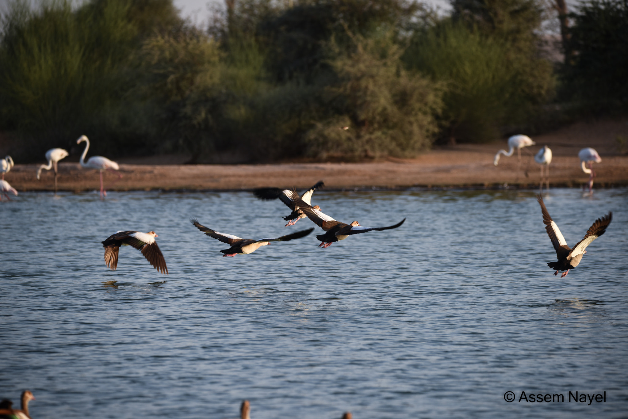 Sigma 150-600mm F5-6.3 DG OS HSM | C sample photo. Dsc photography