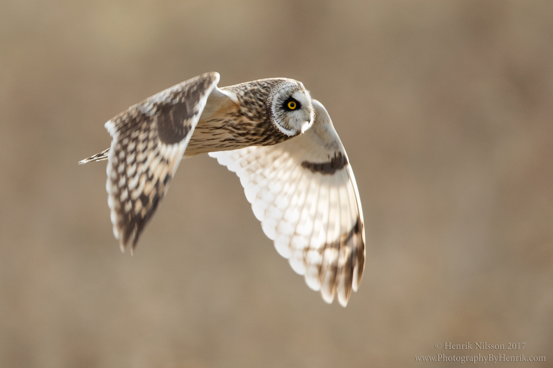 Canon EF 600mm F4L IS II USM sample photo. The afternoon hunt photography