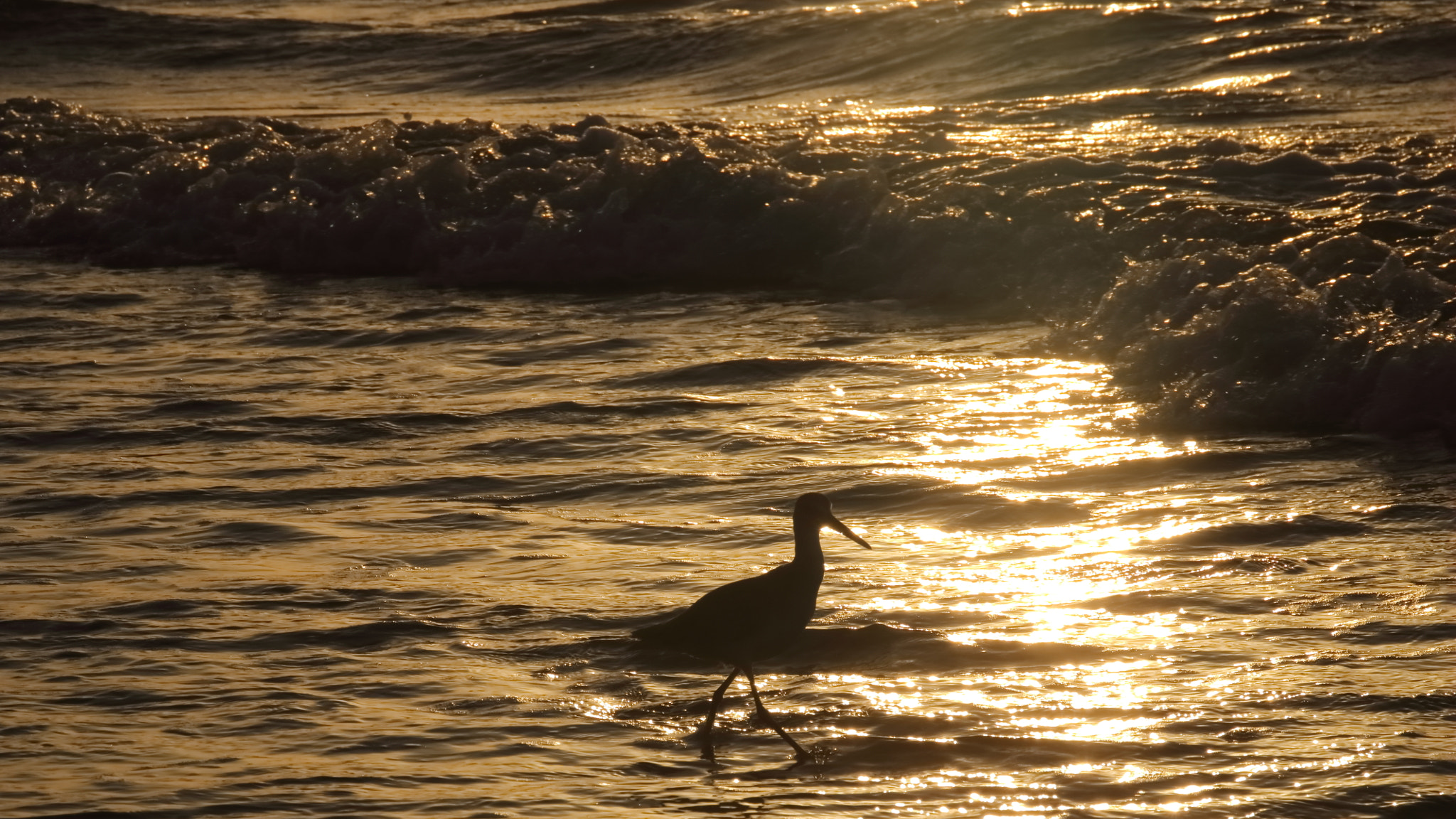 Sigma 18-250mm F3.5-6.3 DC OS HSM sample photo. Ave en el ocaso photography