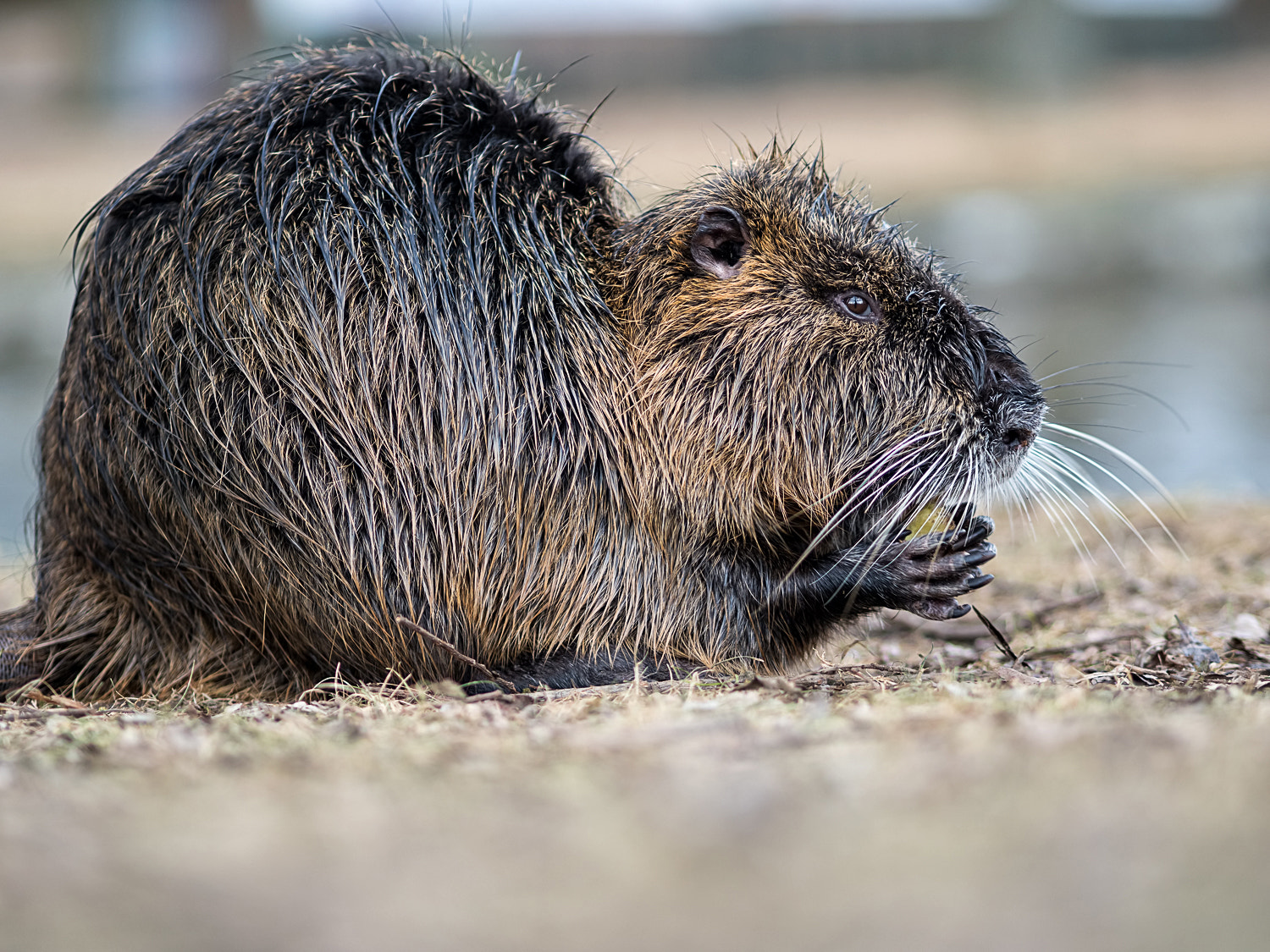 Olympus PEN-F + Olympus M.Zuiko Digital ED 75mm F1.8 sample photo. Nutria photography