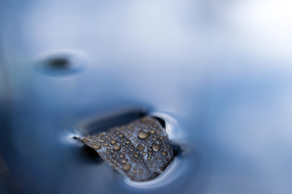 The little leaf on water by Louis J. Photographie on 500px.com