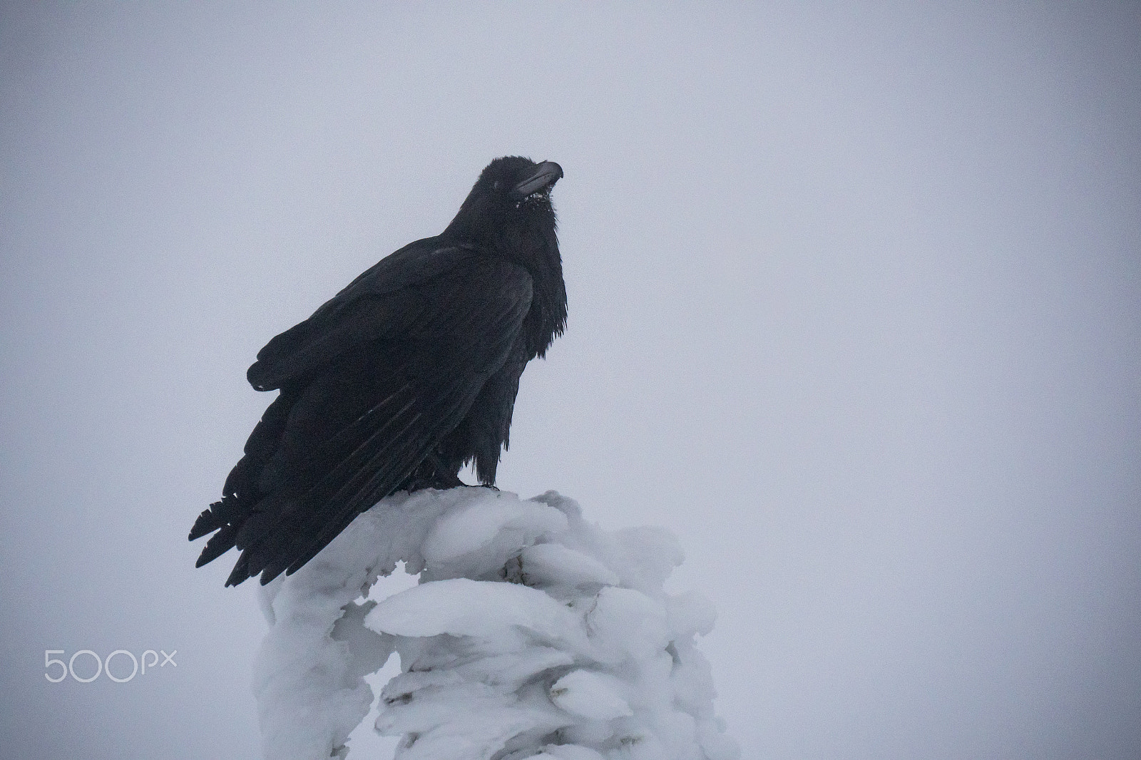 Panasonic Lumix DMC-GH4 sample photo. Snow raven photography