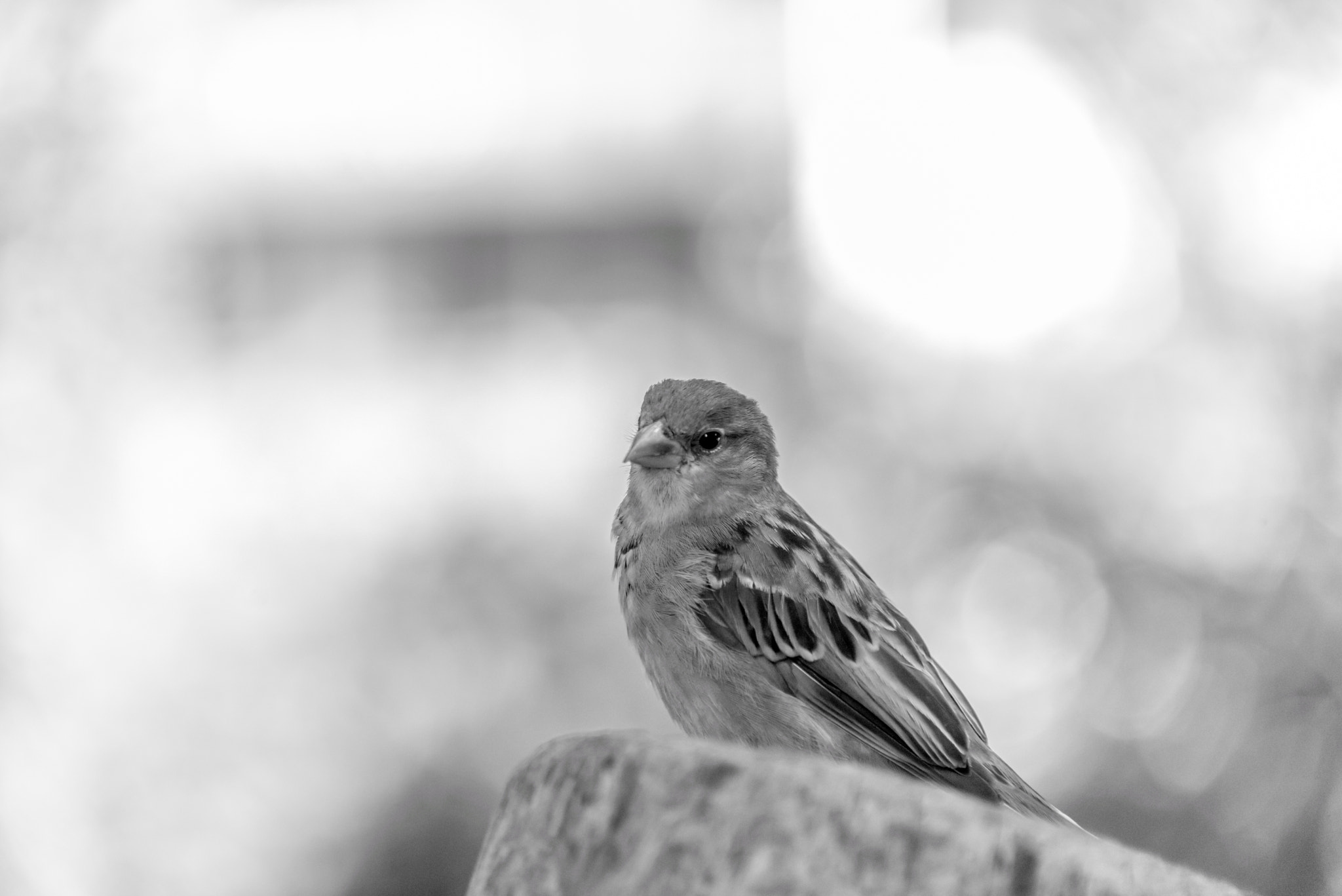 Nikon D800E sample photo. He came back photography