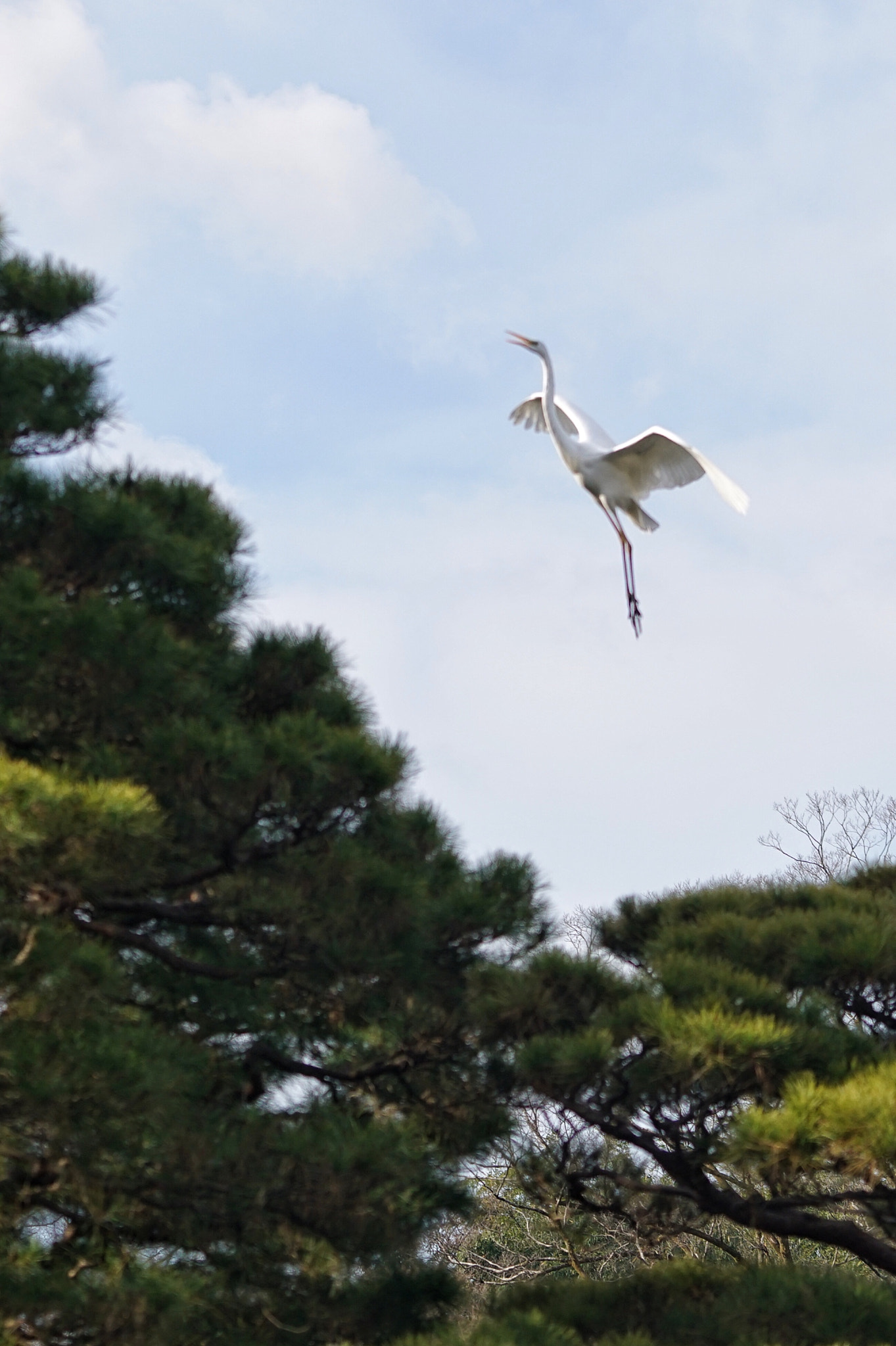 Sony FE 70-200mm F4 G OSS sample photo. Happy new year! photography