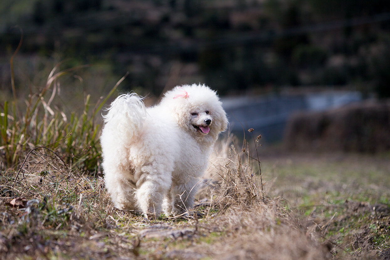 Canon EF 70-200mm F2.8L IS USM sample photo