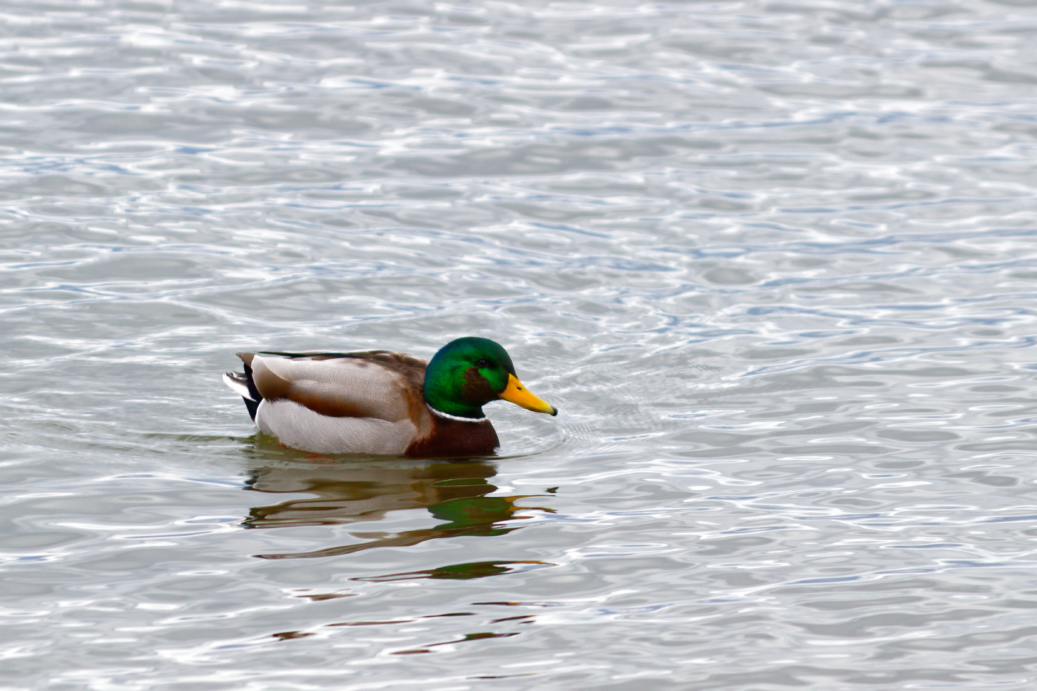 Canon EOS 100D (EOS Rebel SL1 / EOS Kiss X7) sample photo. Mallard love photography