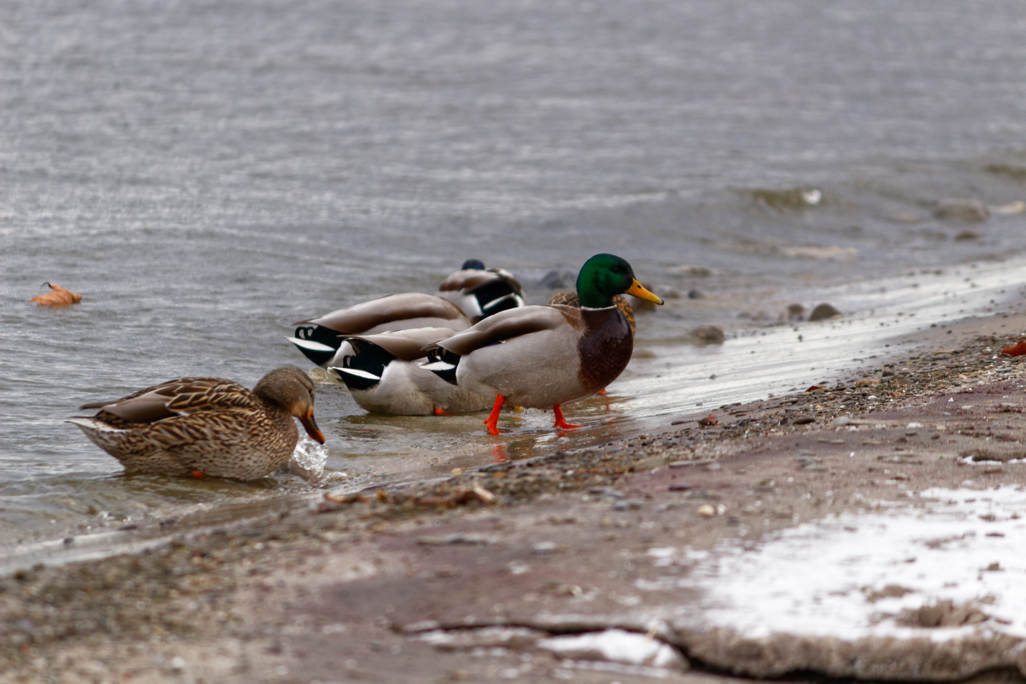 Canon EOS 100D (EOS Rebel SL1 / EOS Kiss X7) sample photo. Mallard love photography