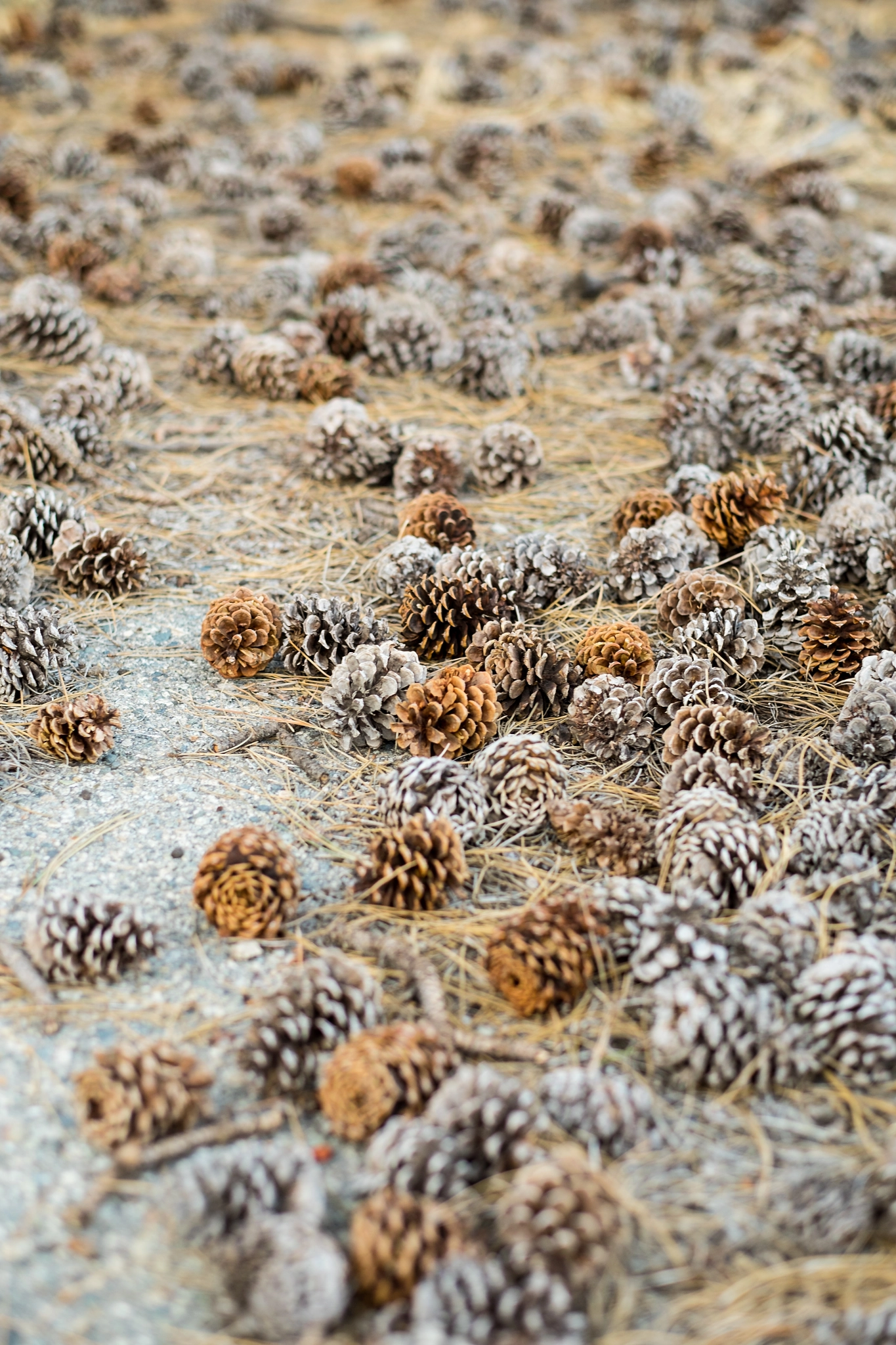 Fujifilm XF 56mm F1.2 R sample photo. Carpet photography