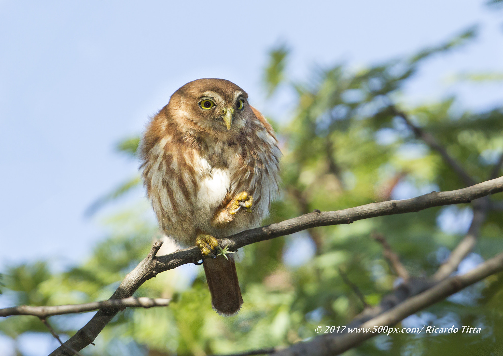 Canon EF 400mm F2.8L IS USM sample photo. Caburé photography