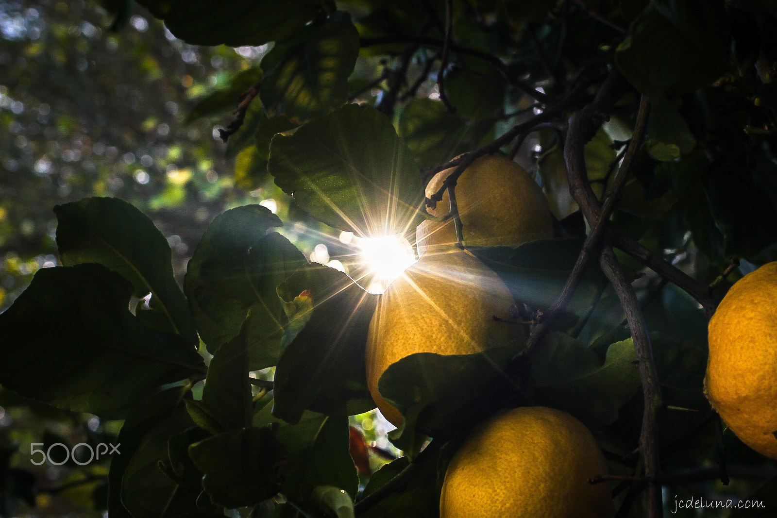 Canon EF 40mm F2.8 STM sample photo. Almost spring! photography