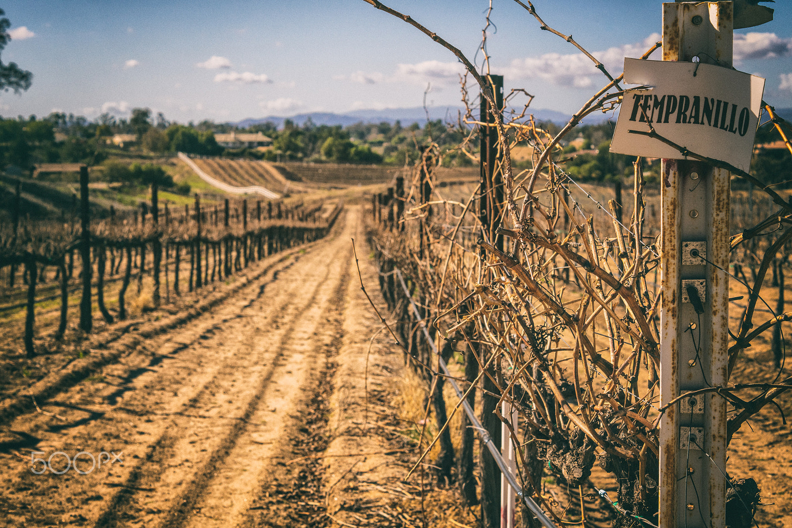 Sony SLT-A65 (SLT-A65V) sample photo. Tempranillo photography