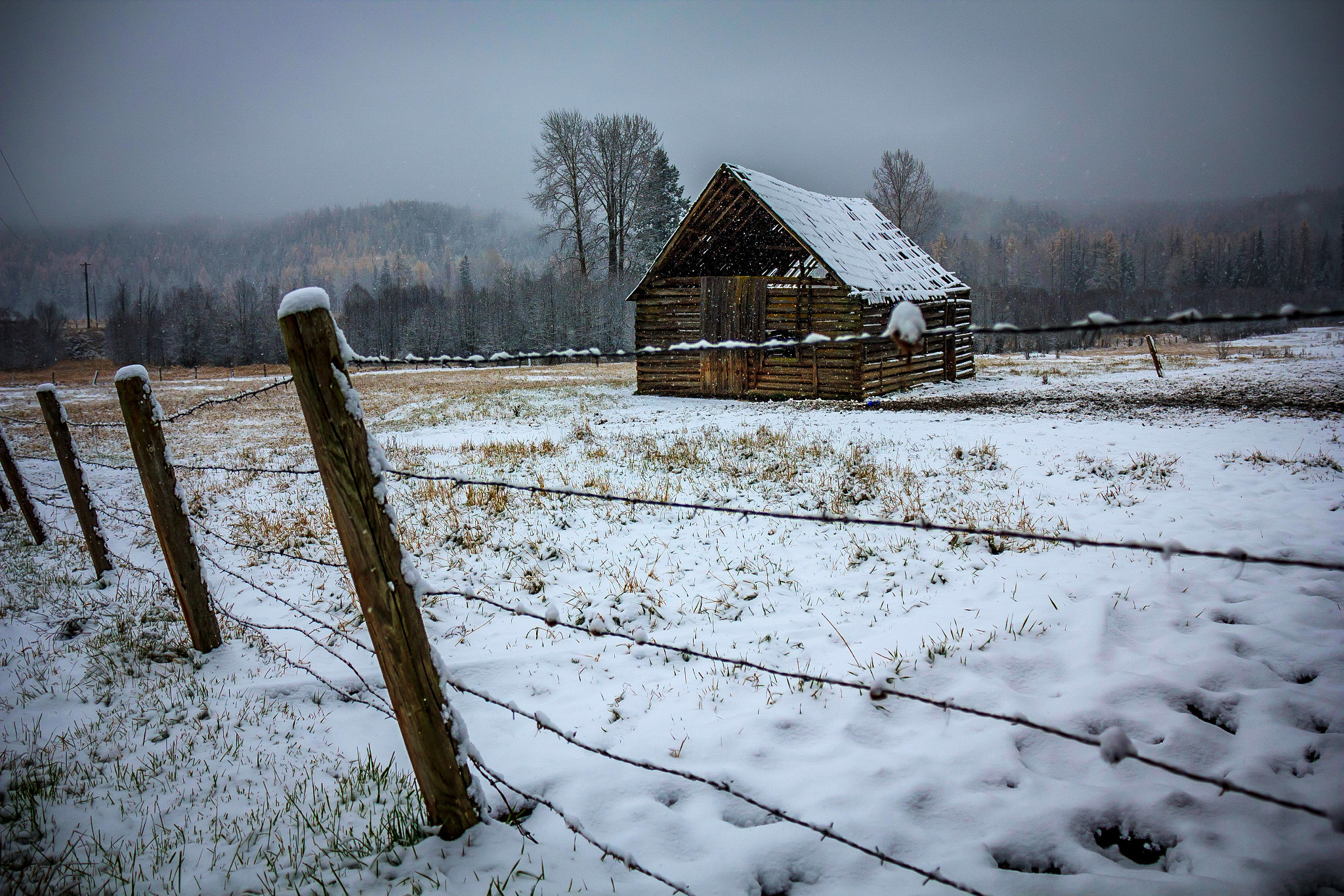 Canon EOS 550D (EOS Rebel T2i / EOS Kiss X4) sample photo. Let it snow . . . photography