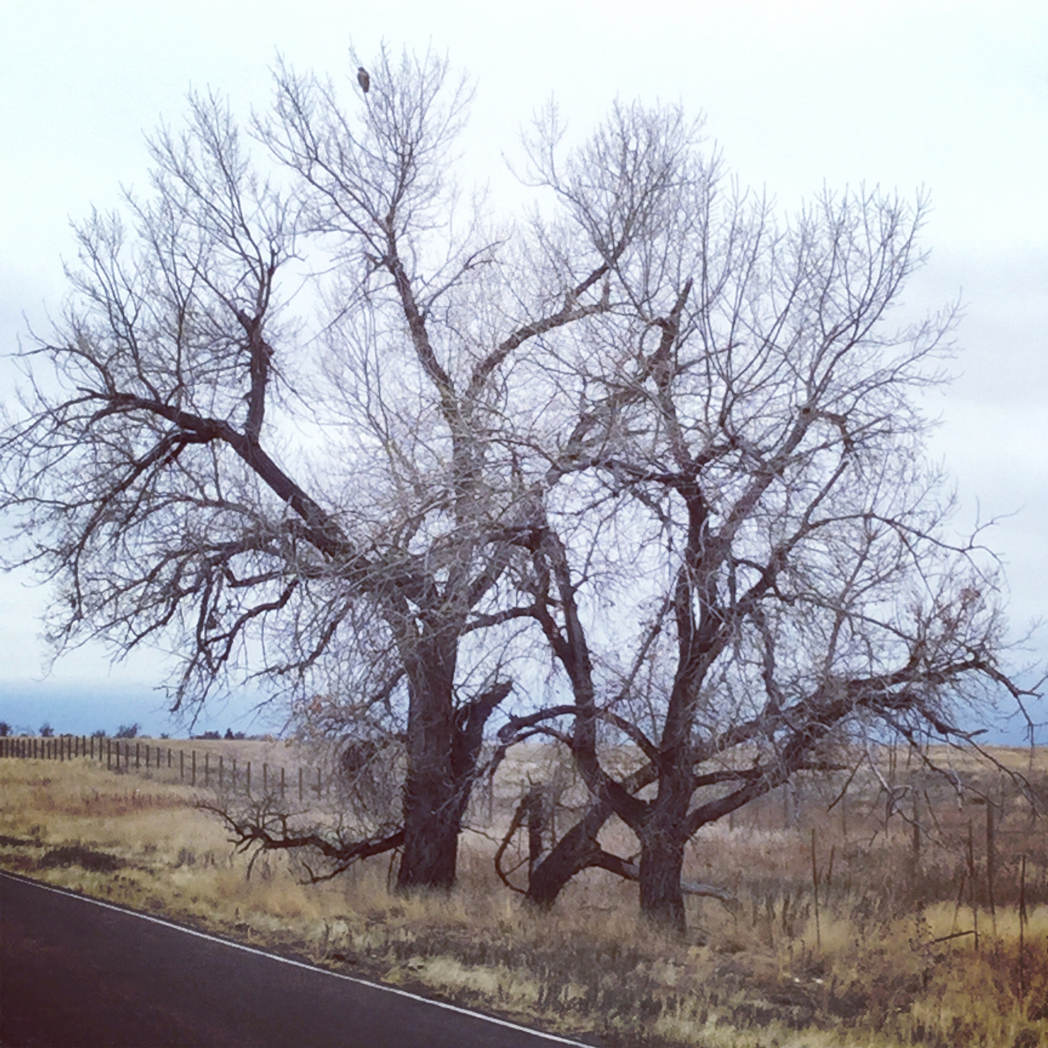 Apple iPad5,3 sample photo. Raptor in the top of the tree. photography