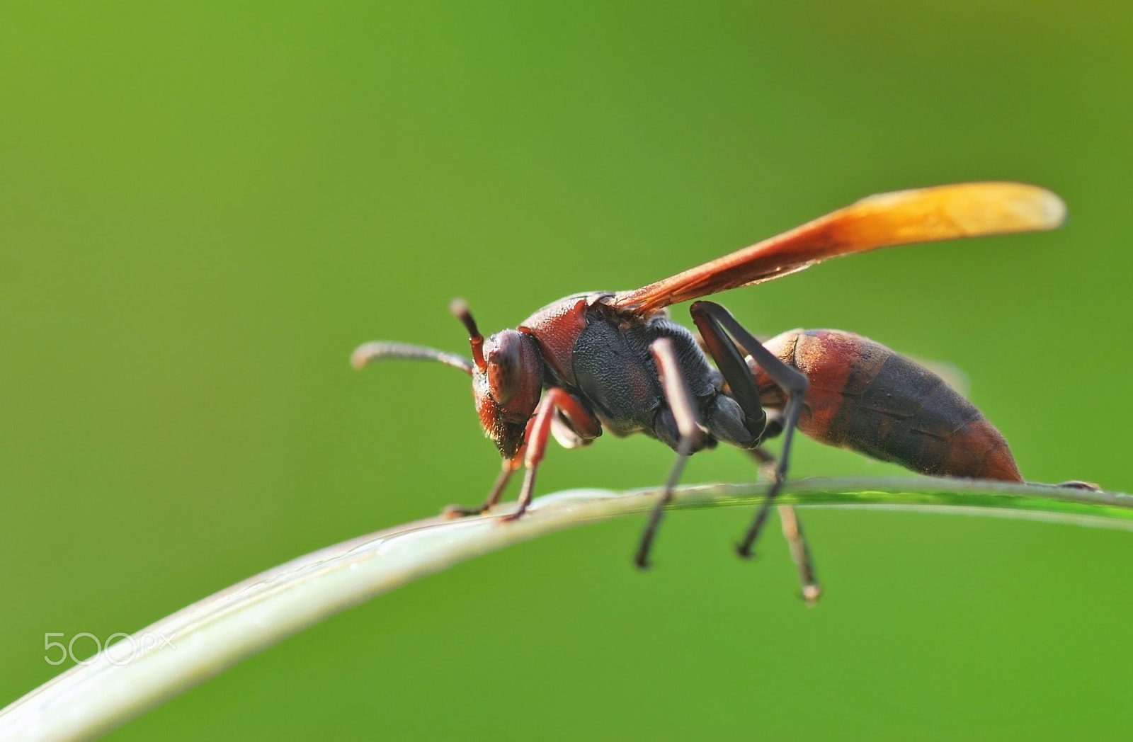 Nikon D60 sample photo. Wasp photography