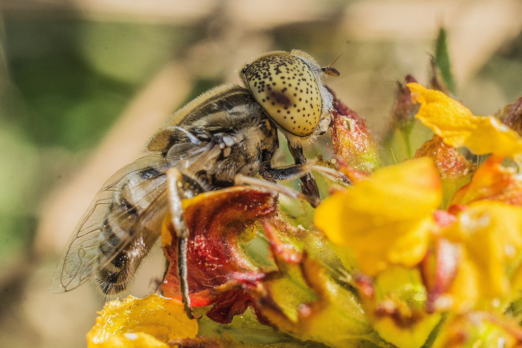 Nikon AF-S DX Micro Nikkor 40mm F2.8 sample photo. Insect pollination photography