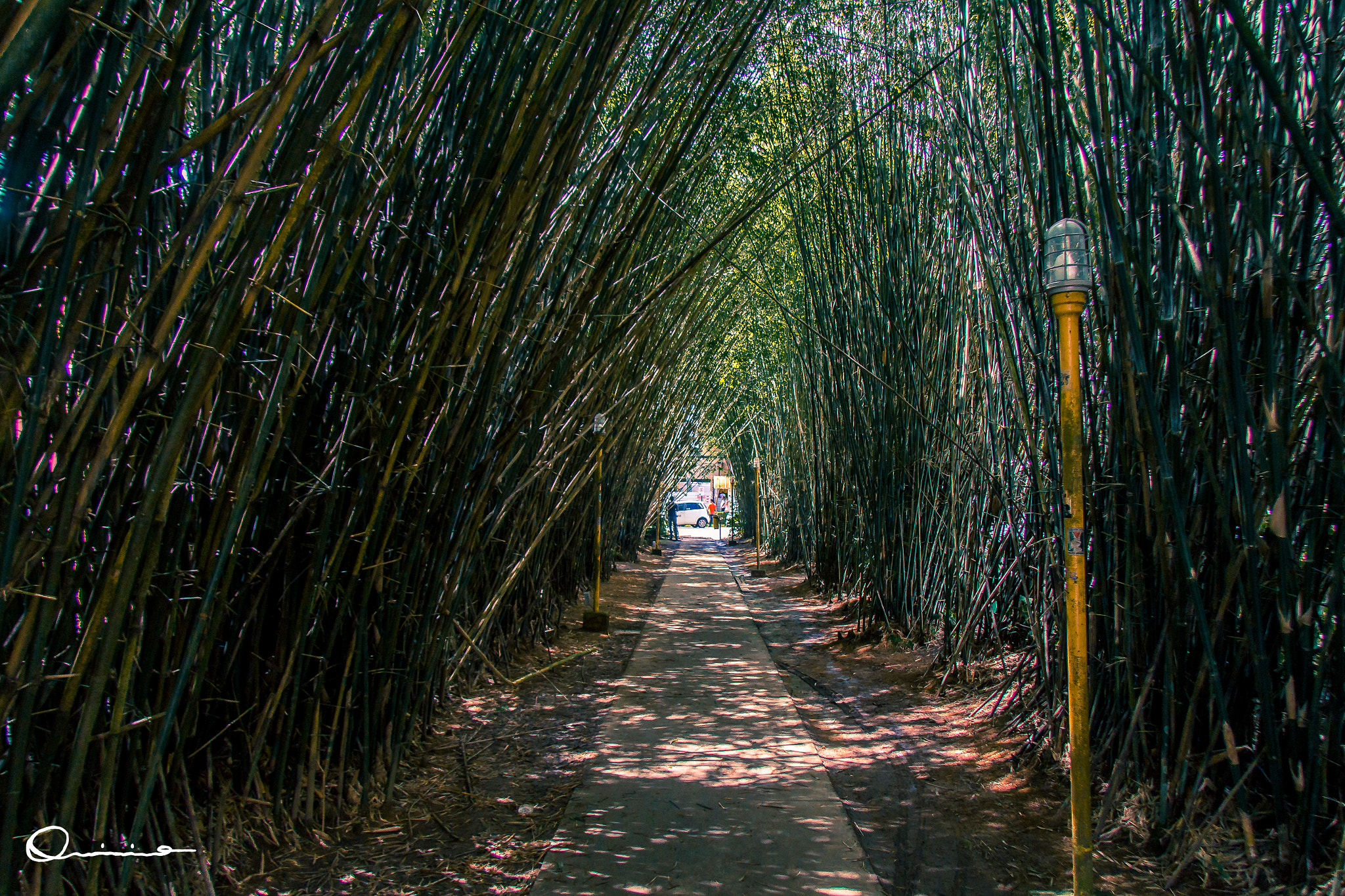Canon EF-S 17-85mm F4-5.6 IS USM sample photo. Bamboo way photography