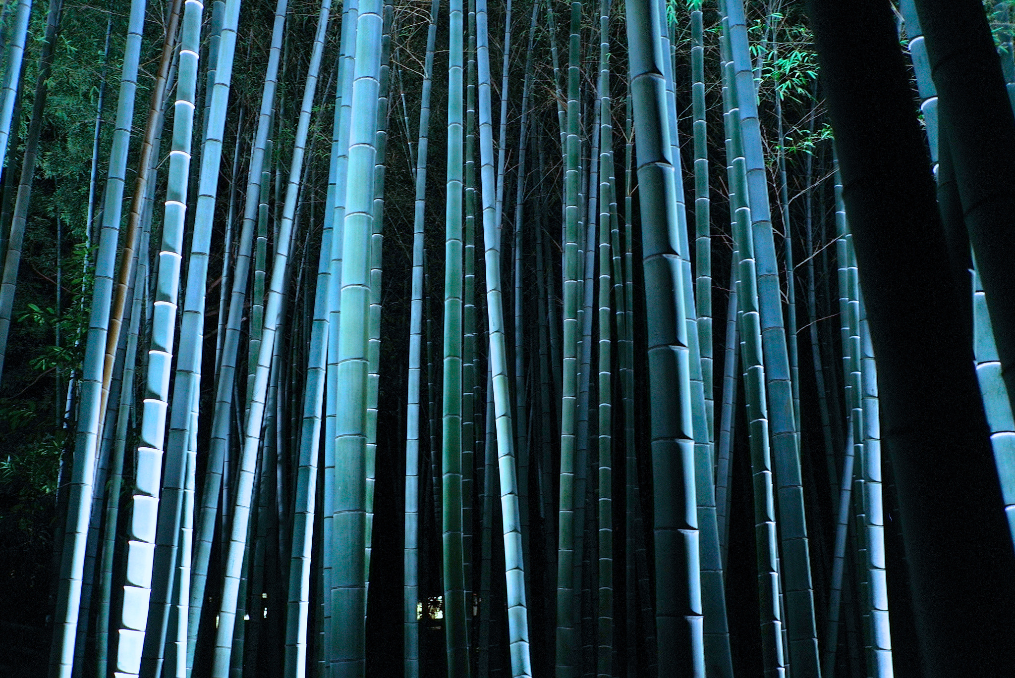 Leica X1 sample photo. Bamboo night photography