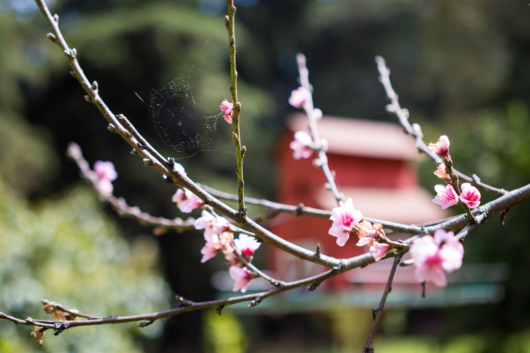 Sigma 18-35mm f/1.8 DC HSM sample photo. Birdhouse photography