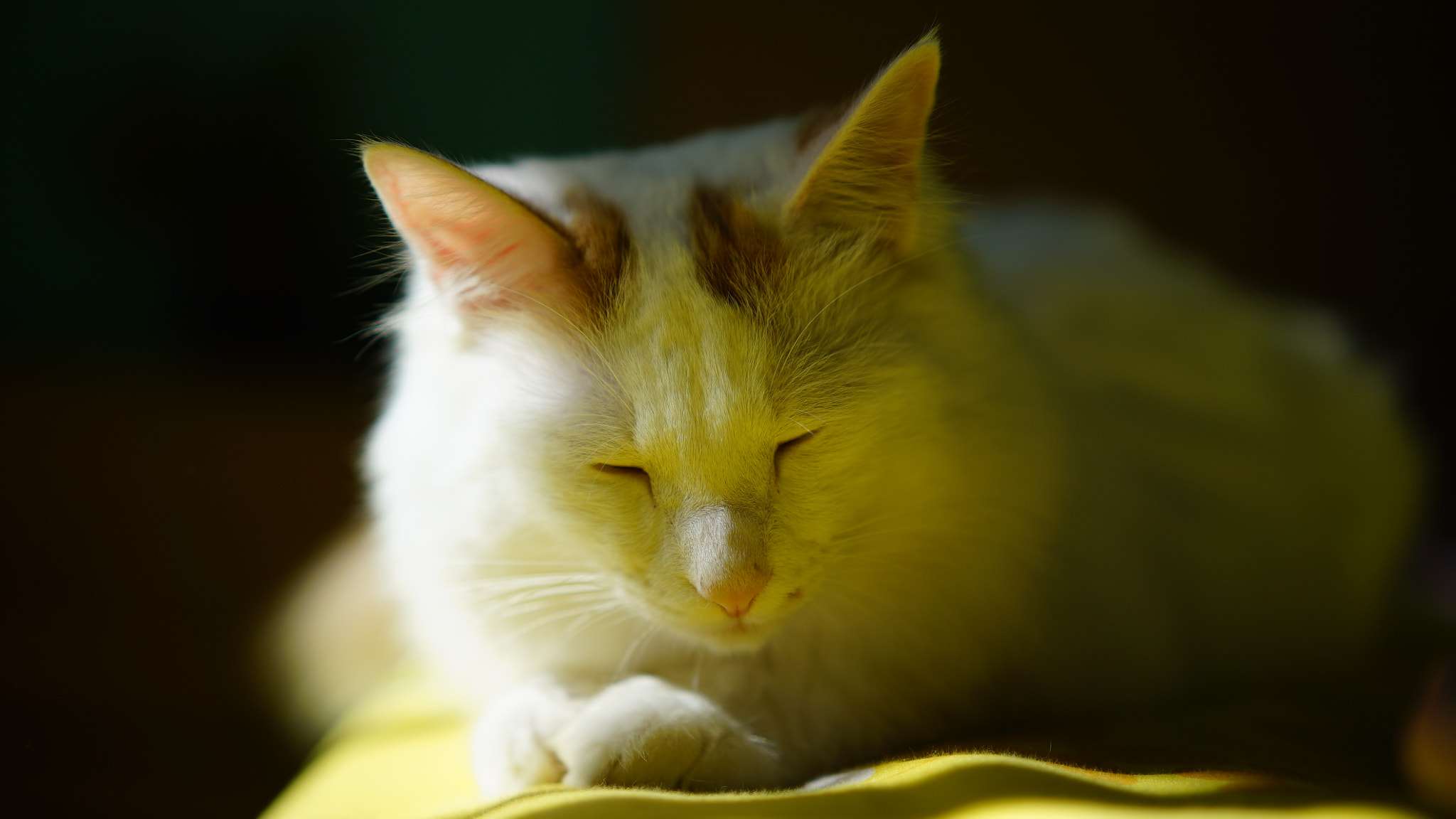 Sony a7S + Sony Sonnar T* FE 55mm F1.8 ZA sample photo