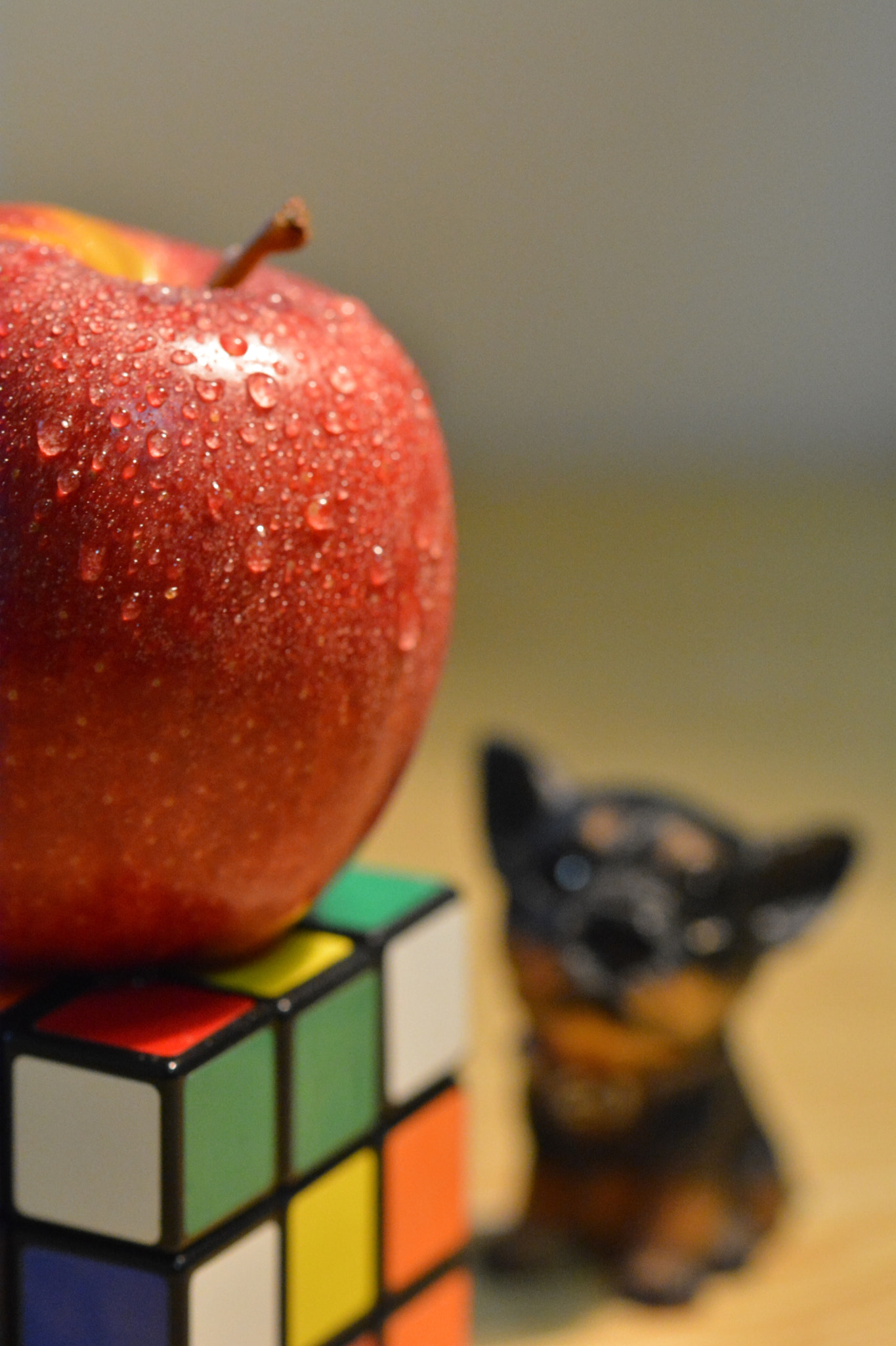 Sigma 105mm F2.8 EX DG OS HSM sample photo. Puppy and apple photography