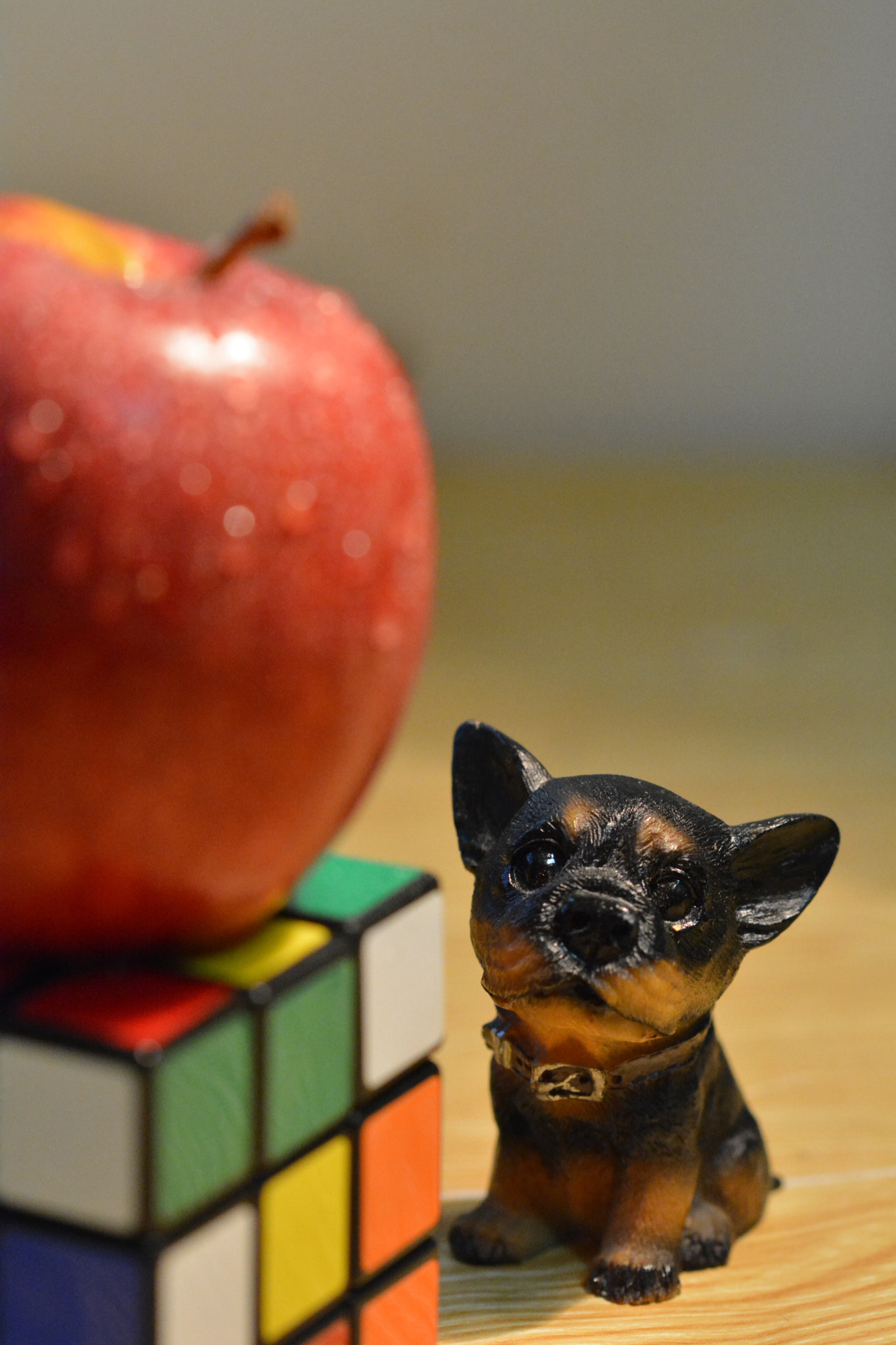 Sigma 105mm F2.8 EX DG OS HSM sample photo. Puppy and apple photography