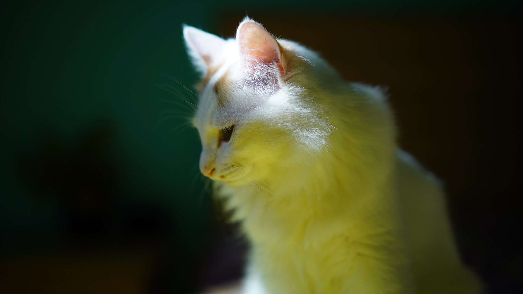 Sony a7S + Sony Sonnar T* FE 55mm F1.8 ZA sample photo