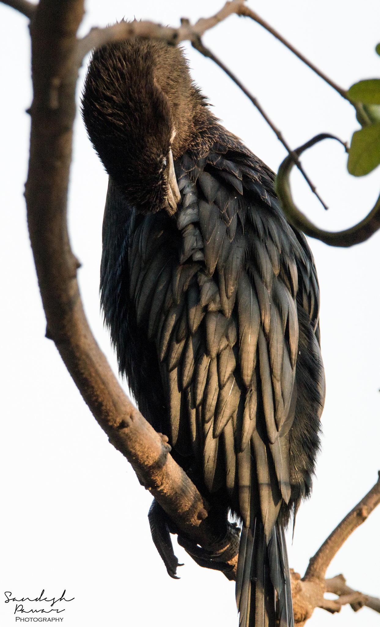 Nikon D3200 sample photo. Fish hunter photography