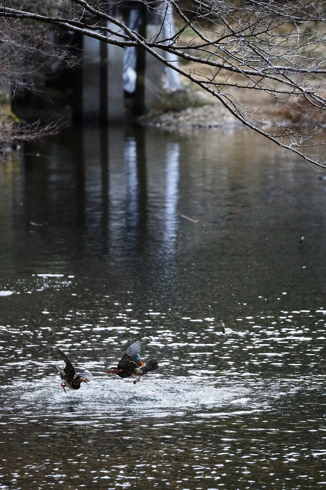 Canon EOS-1D X Mark II sample photo. Mandarin ducks photography