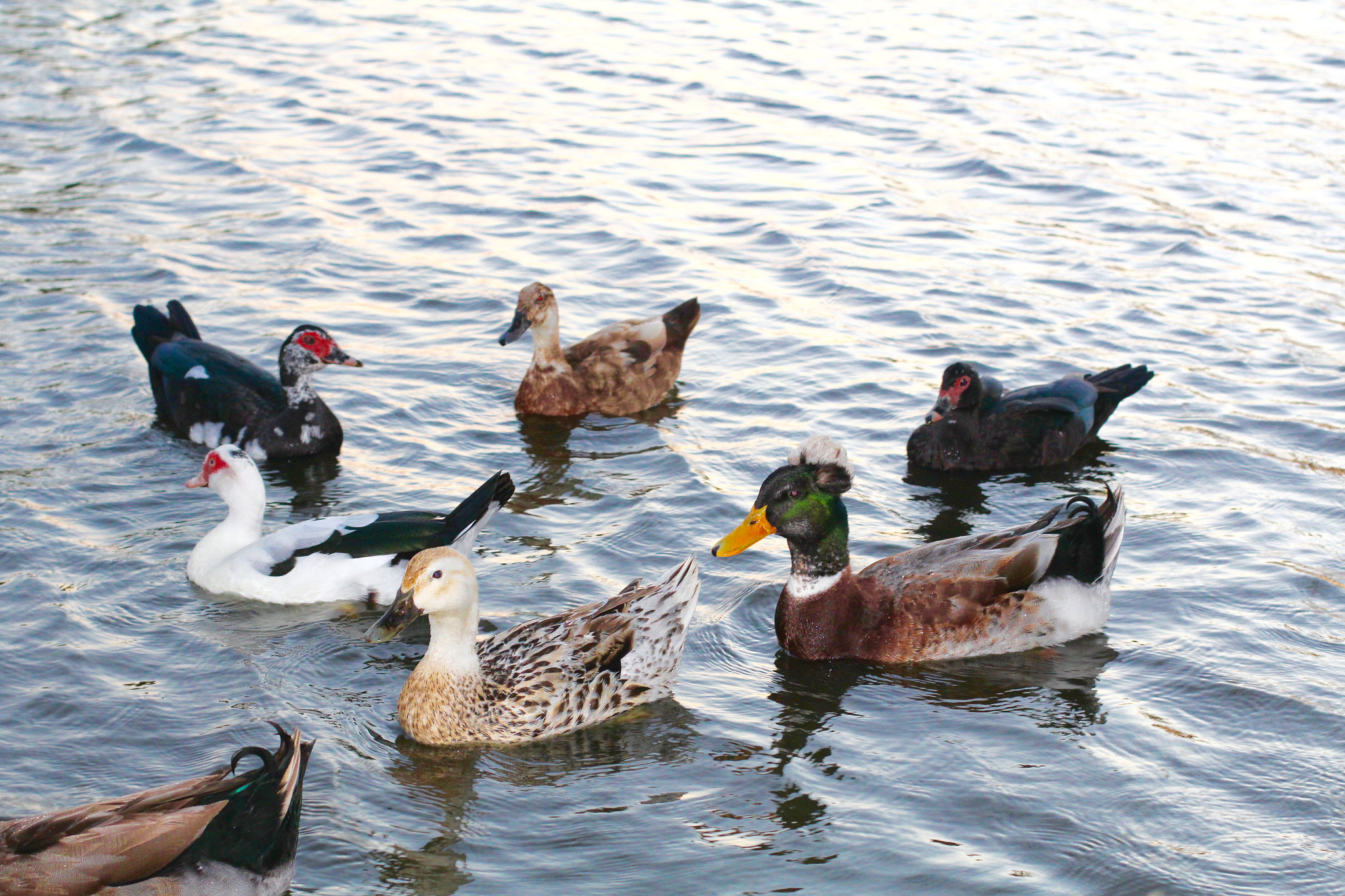 Canon EF 50mm F1.4 USM sample photo. Ducks photography