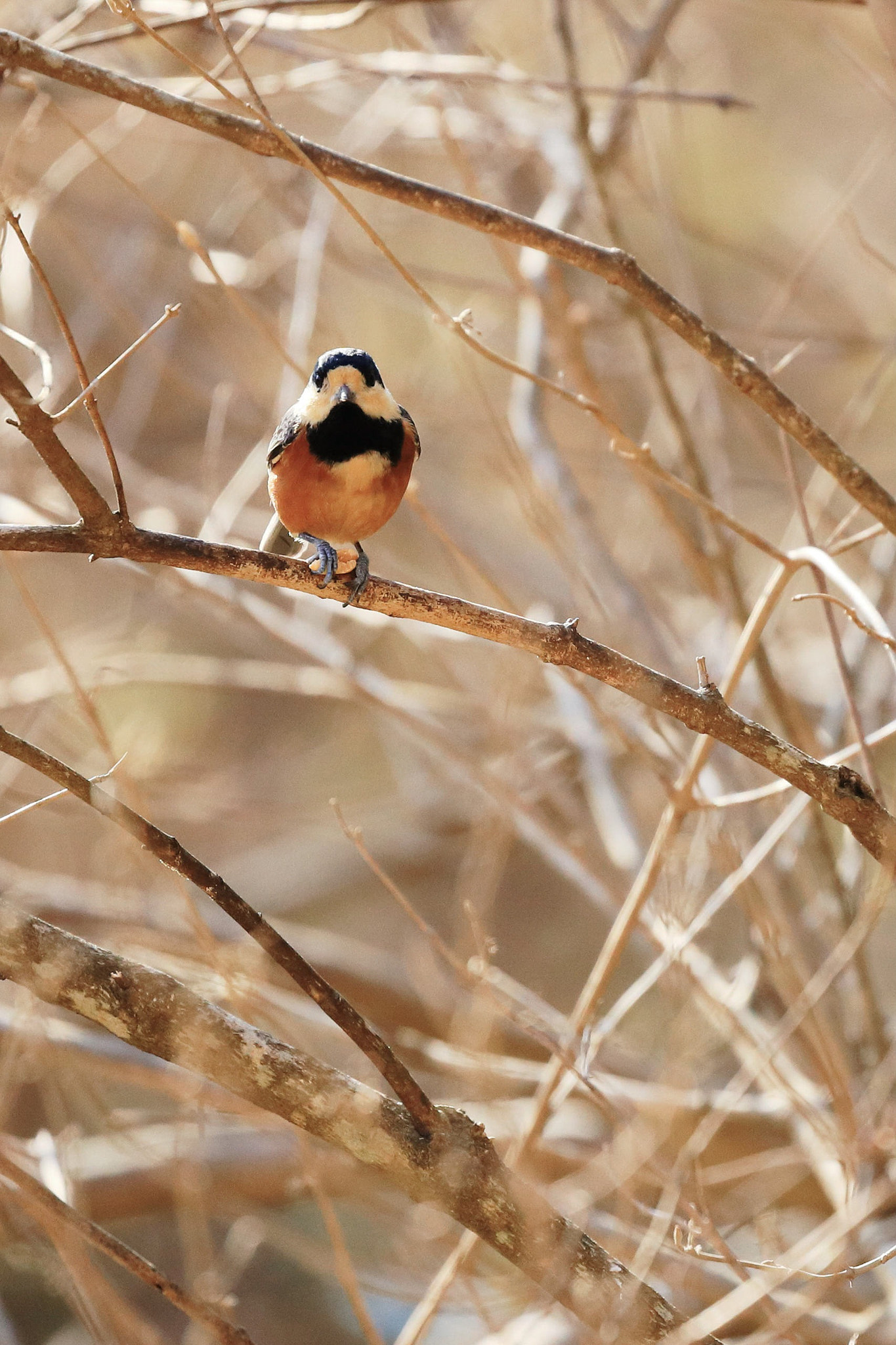 Canon EOS-1D X Mark II sample photo. An eurasian nuthatch photography