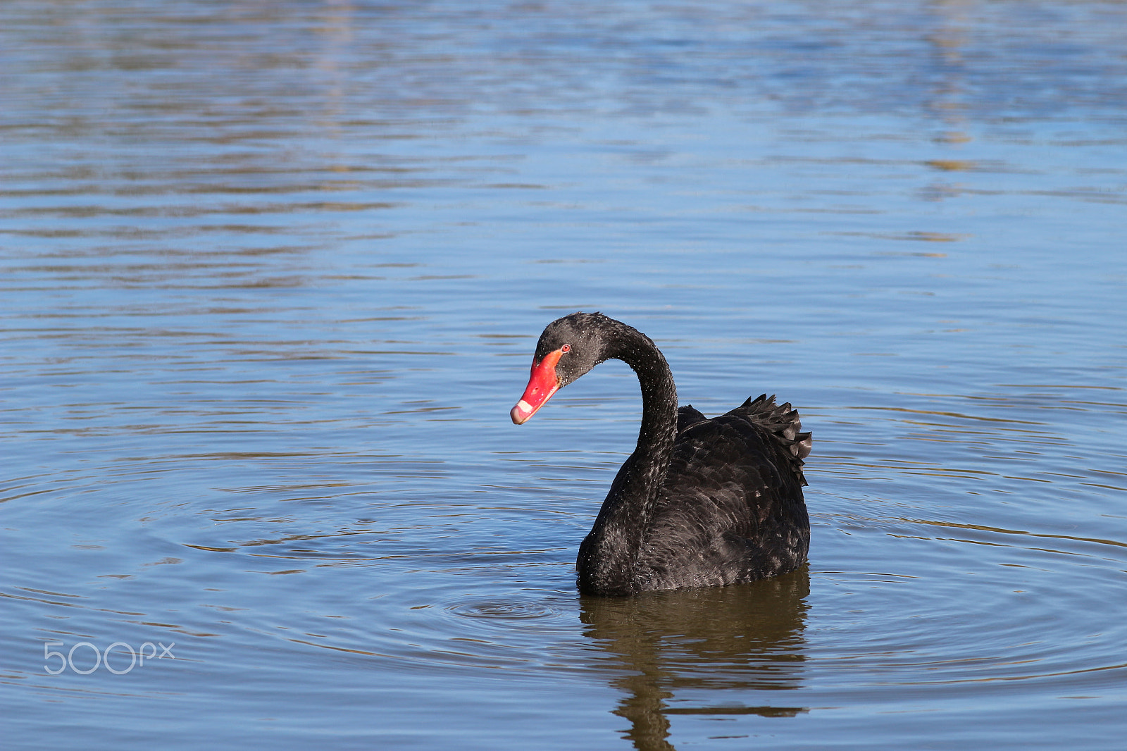 Canon EOS 100D (EOS Rebel SL1 / EOS Kiss X7) + Canon EF 200mm F2.8L II USM sample photo. Black swan photography