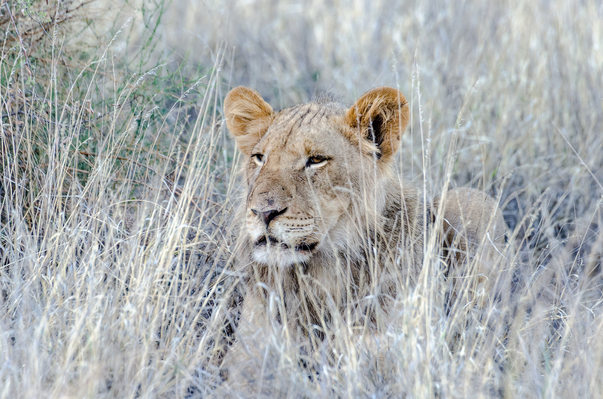 Nikon D7000 + Sigma 50-500mm F4.5-6.3 DG OS HSM sample photo. Kalahari lion photography