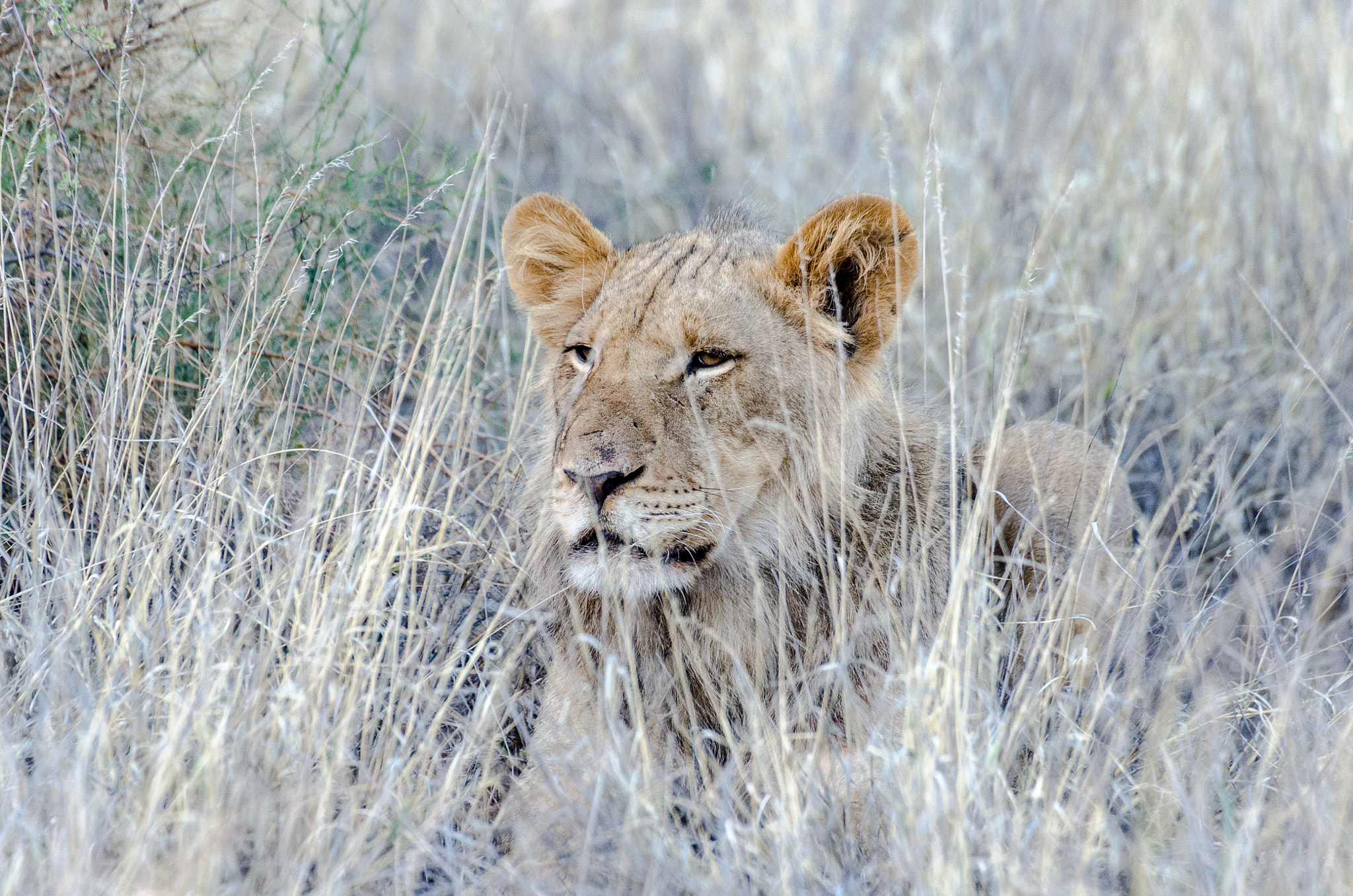 Sigma 50-500mm F4.5-6.3 DG OS HSM sample photo. Kalahari lion photography