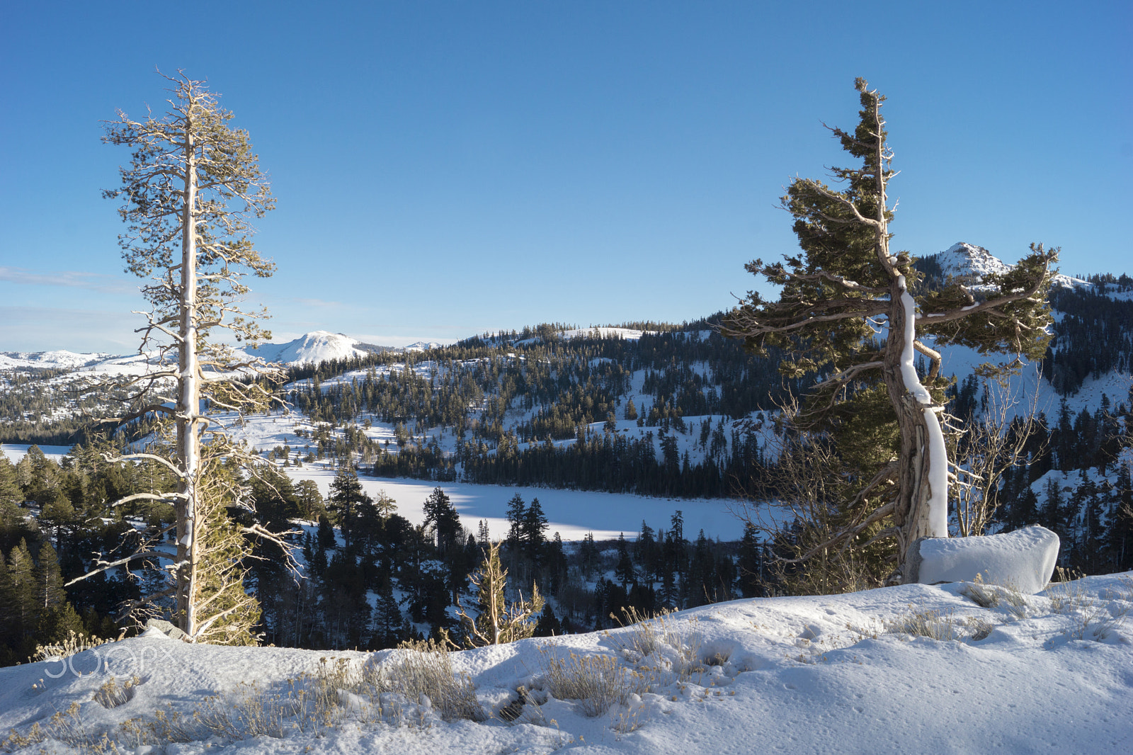 Sony SLT-A65 (SLT-A65V) sample photo. Snow making up the trees. photography