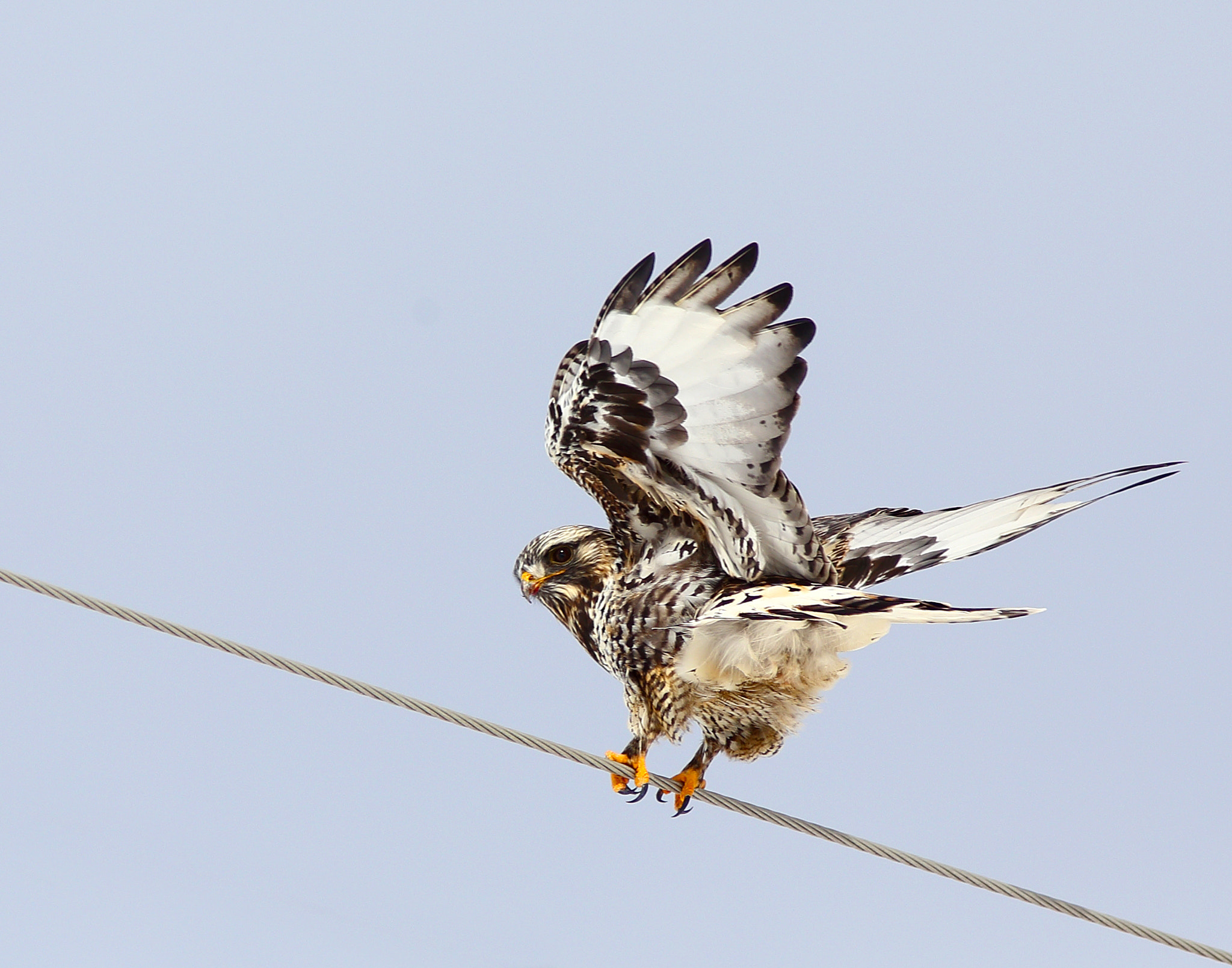 Canon EF 300mm f/4L + 1.4x sample photo. Get away from me photography