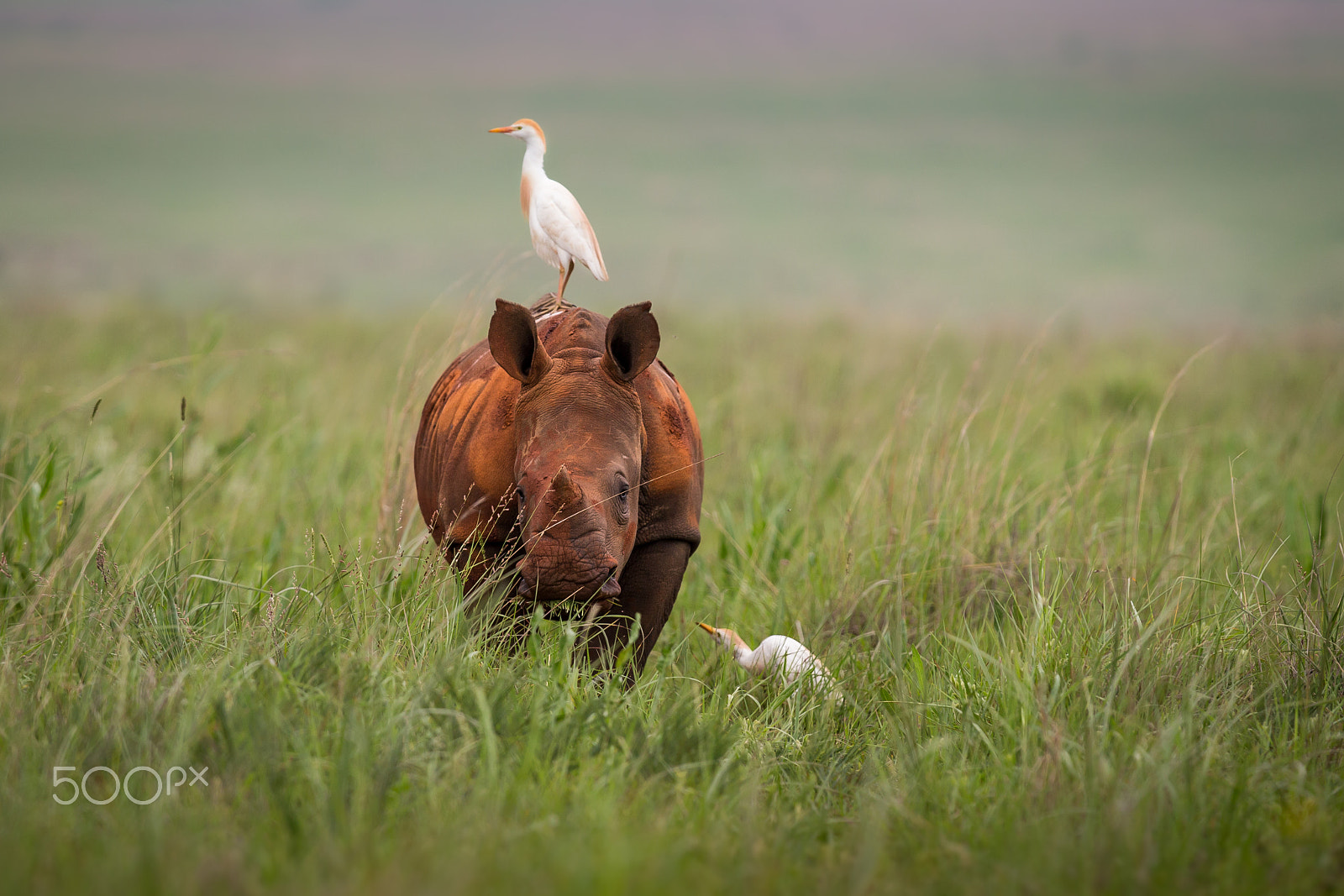 Canon EOS-1D X + Canon EF 300mm F2.8L IS II USM sample photo. The vantage point photography