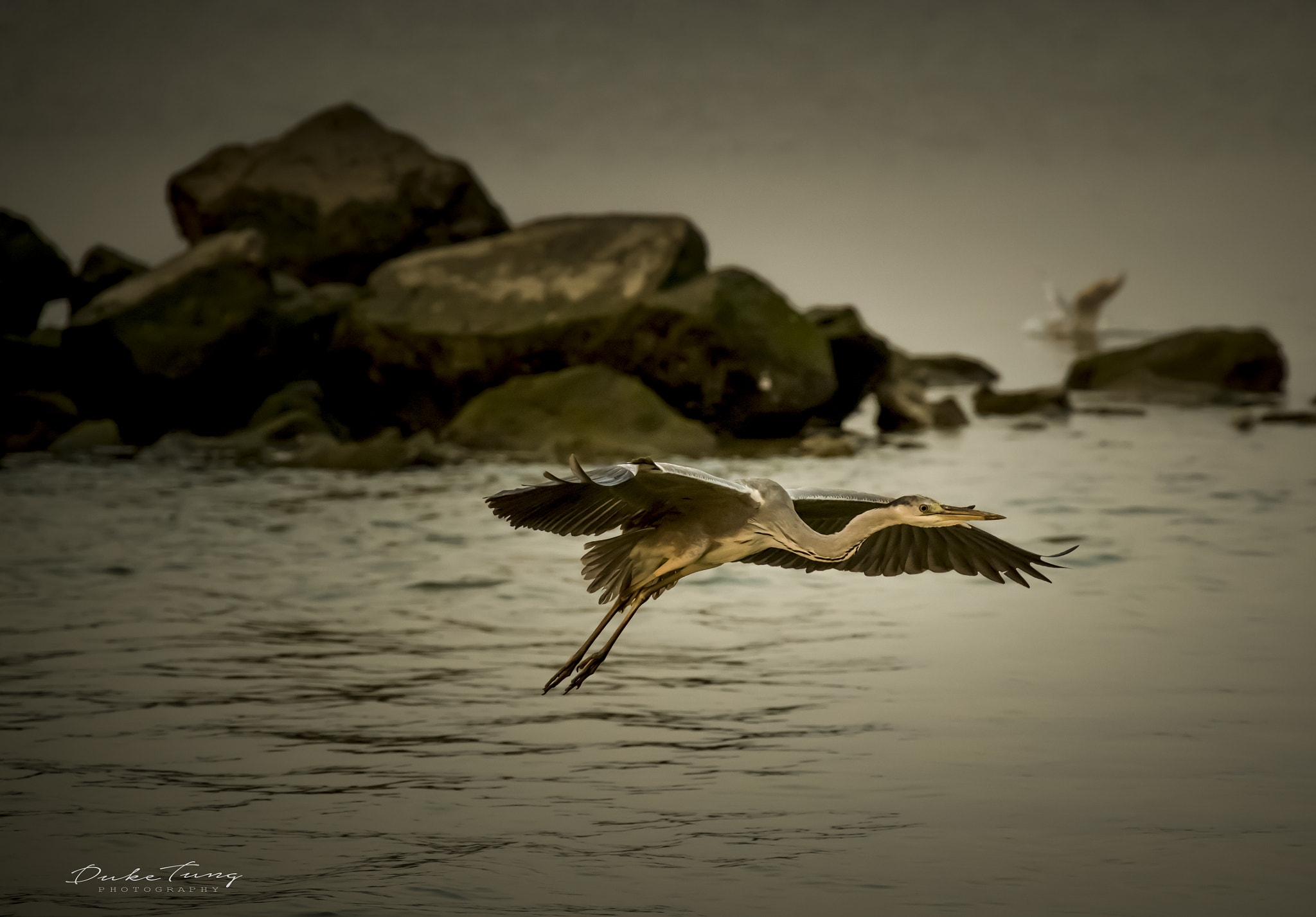 Canon EF 28-300mm F3.5-5.6L IS USM sample photo. 苍鹭 photography