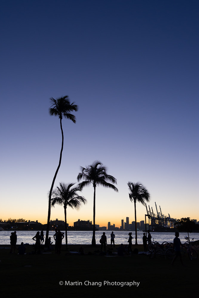 Nikon AF-S Nikkor 24-120mm F4G ED VR sample photo. Miami palm photography