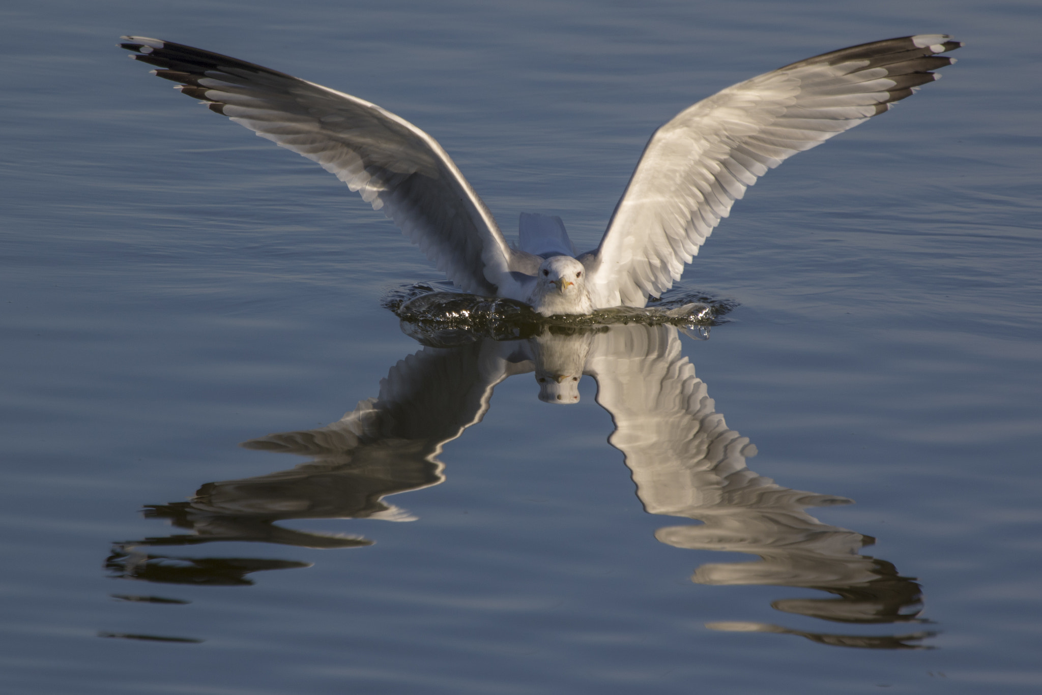 Canon EF 300mm F2.8L IS USM sample photo. X-factor photography