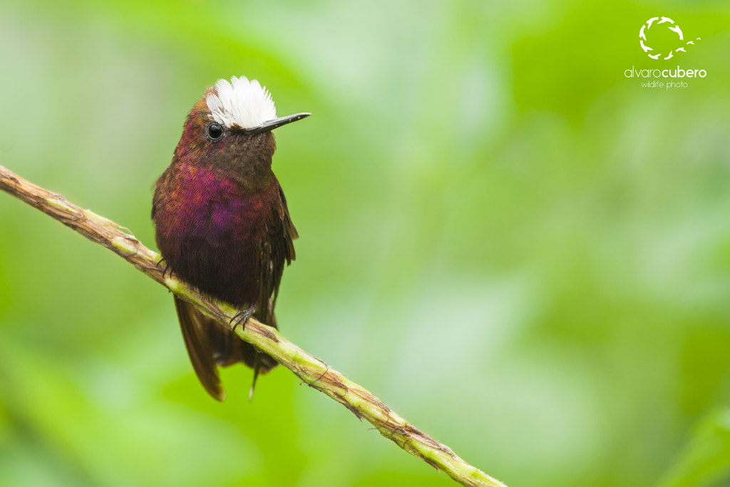 Snowcap Hummingbird by Álvaro Cubero Vega on 500px.com